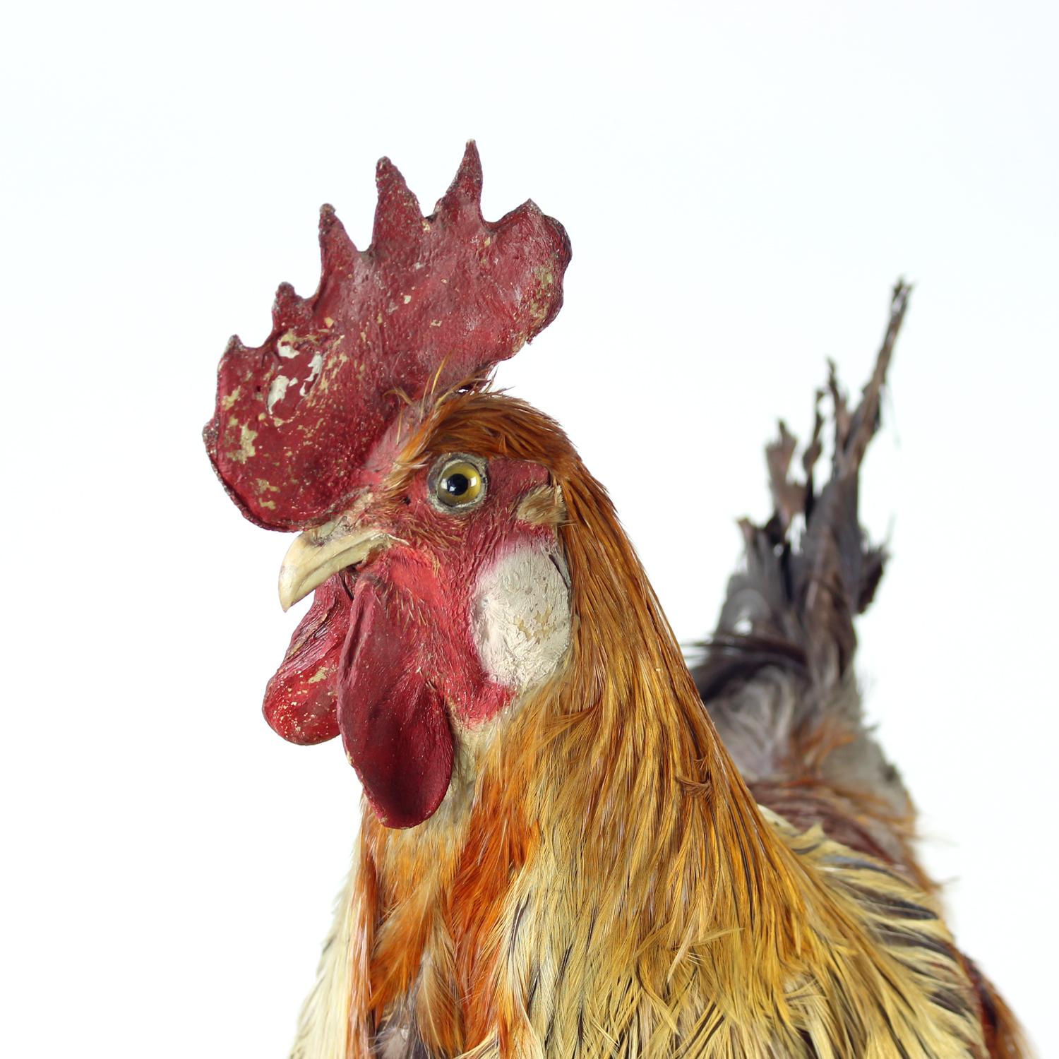 Grande gallo antico tedesco in tassidermia, primi anni del 1900 in vendita 3