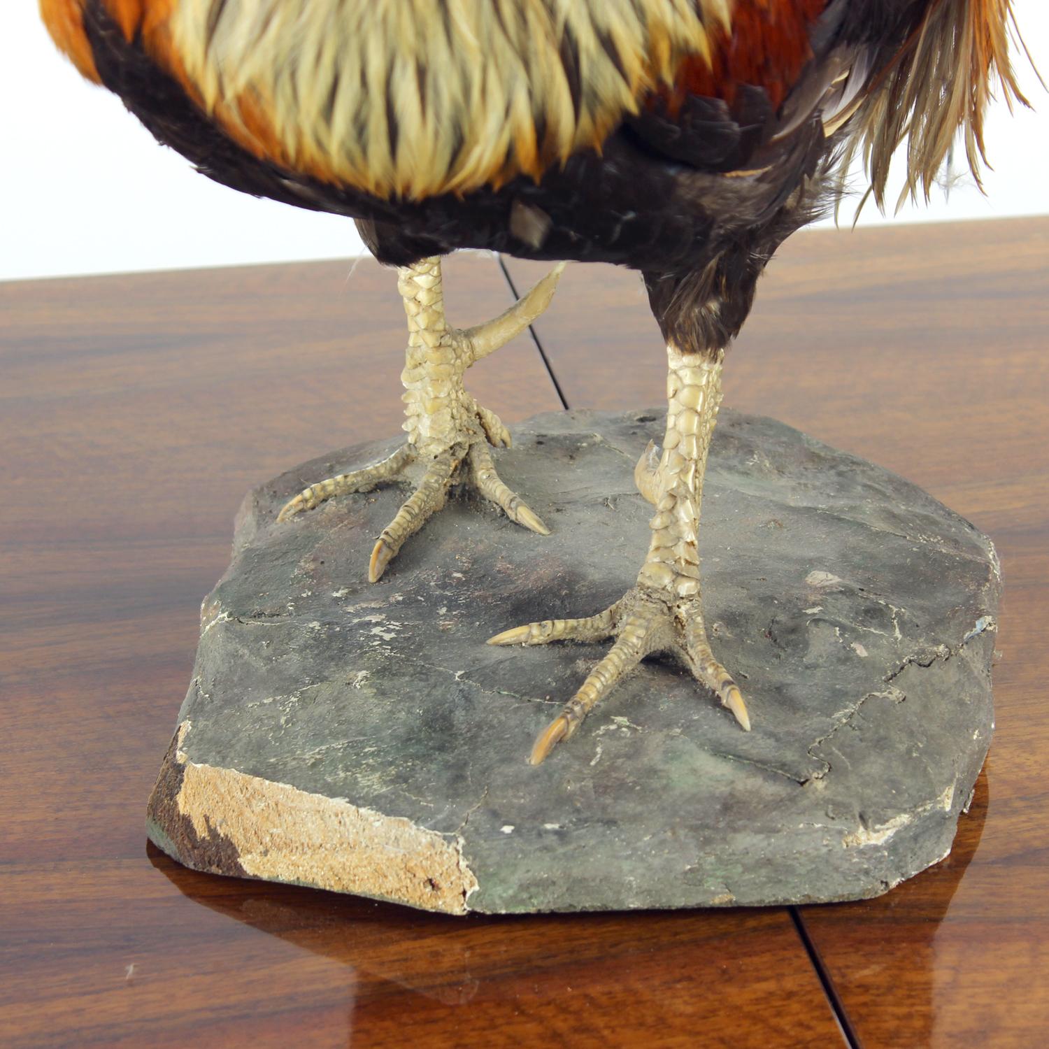 Grande gallo antico tedesco in tassidermia, primi anni del 1900 in vendita 4