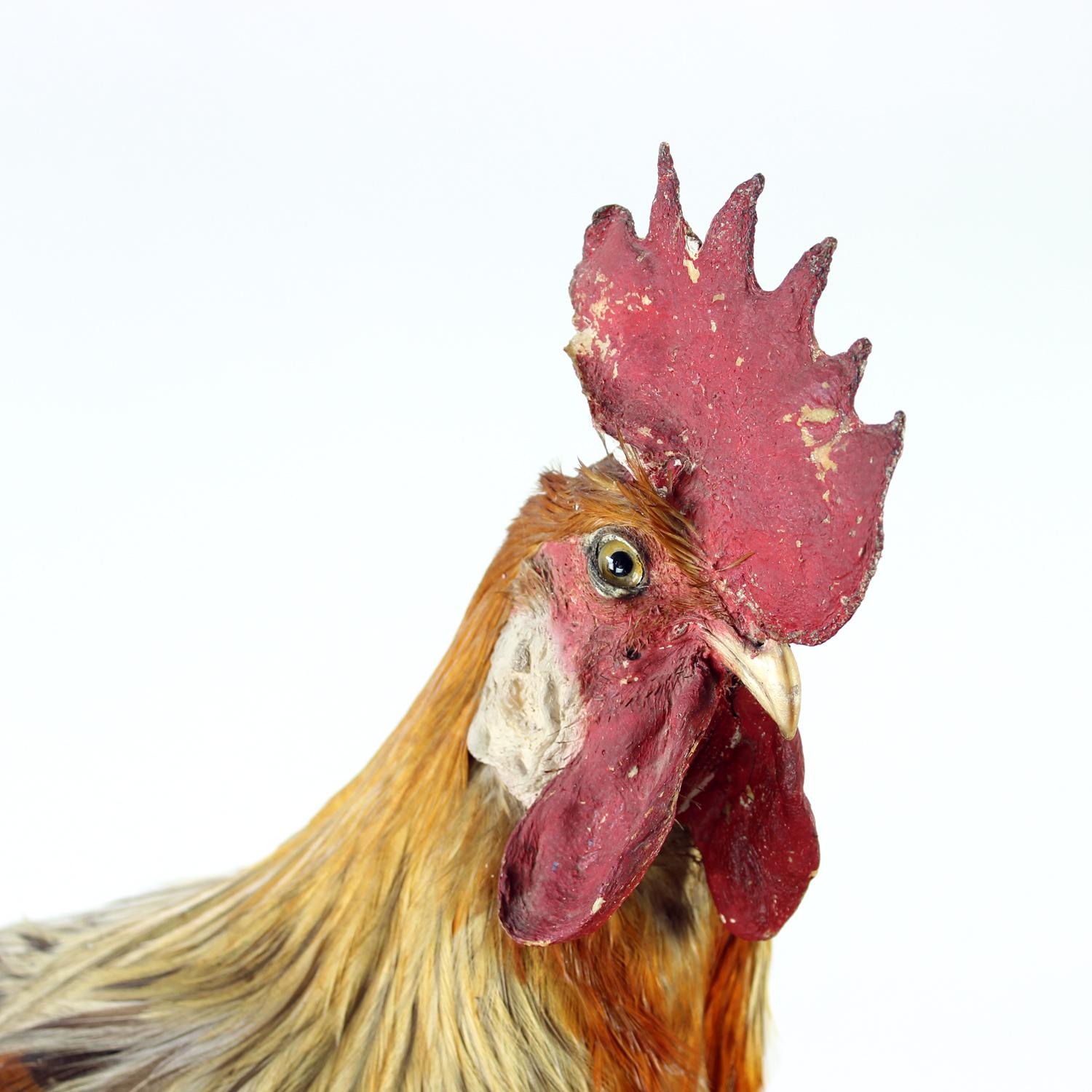 Grande gallo antico tedesco in tassidermia, primi anni del 1900 in vendita 5