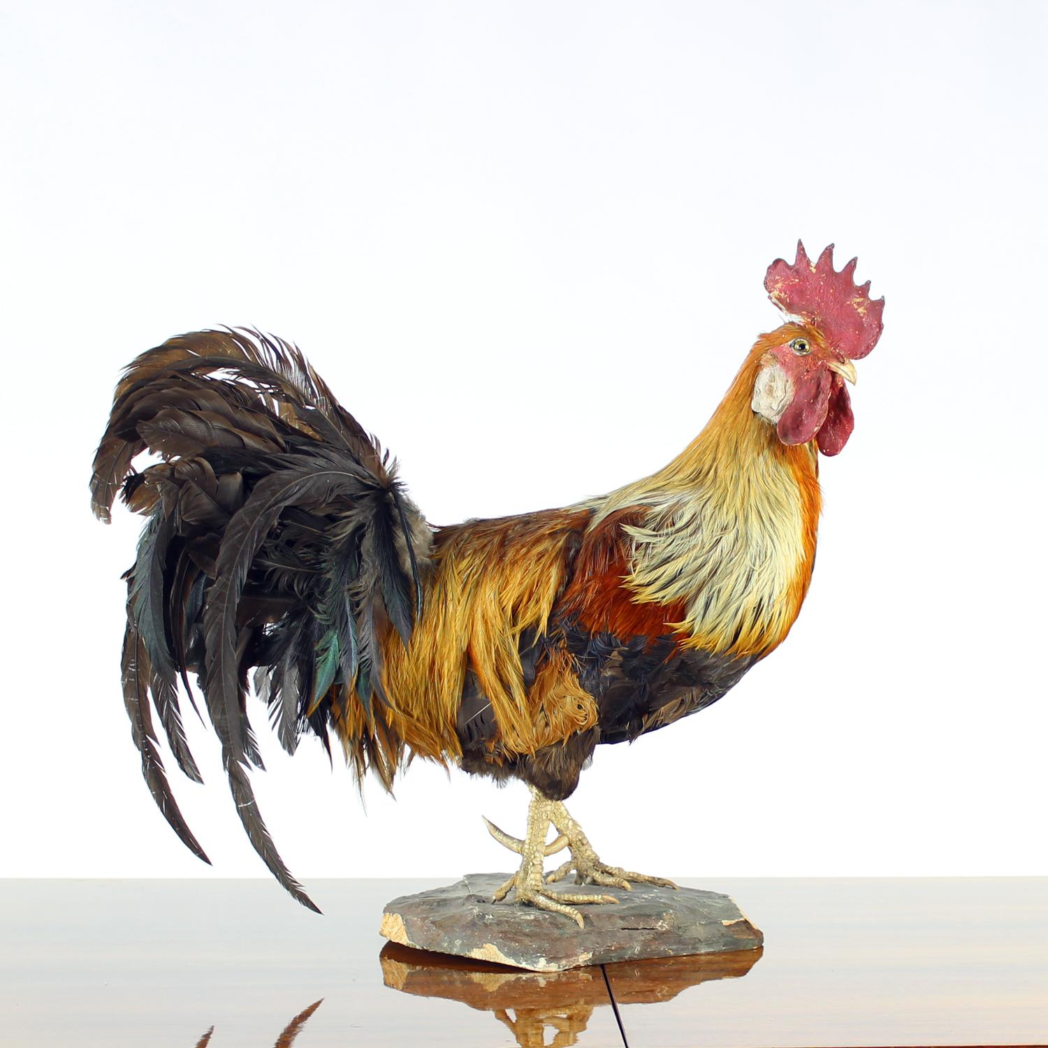 Grande gallo antico tedesco in tassidermia, primi anni del 1900 in vendita 6