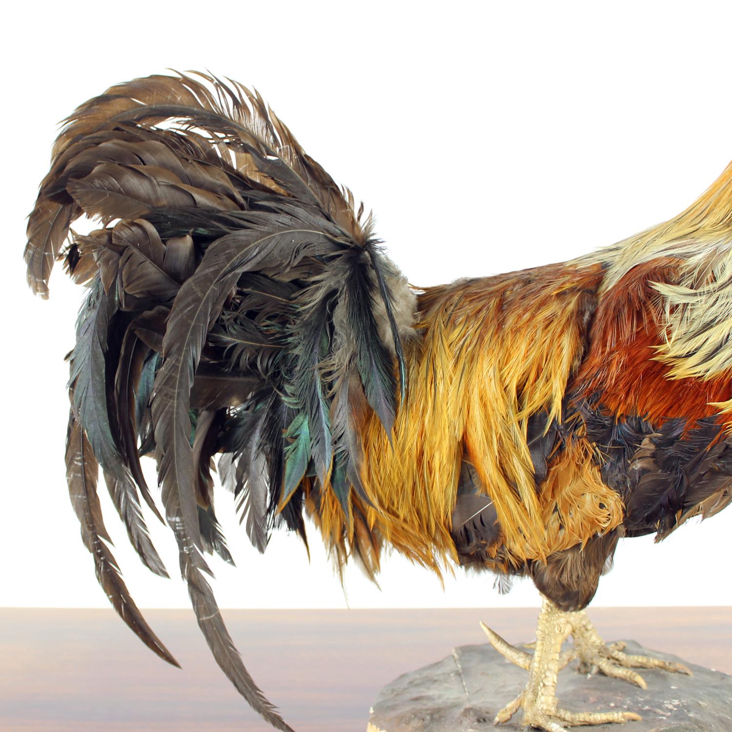 Grande gallo antico tedesco in tassidermia, primi anni del 1900 in vendita 7