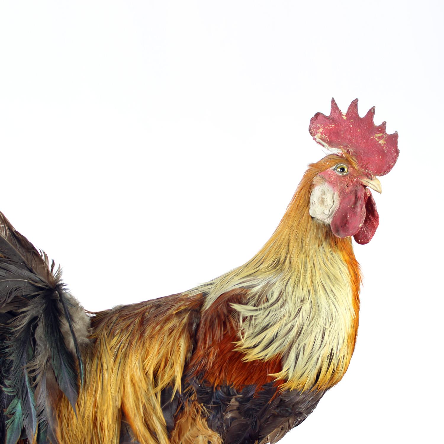 Grande gallo antico tedesco in tassidermia, primi anni del 1900 in vendita 8