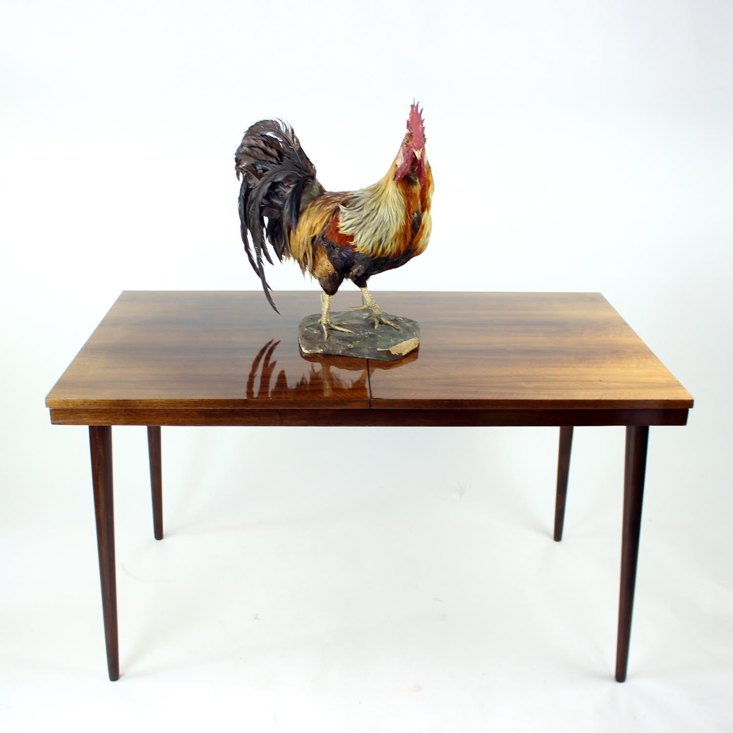 Questo straordinario pezzo di tassidermia antica proviene dalla Germania e risale ai primi anni del 1900. È caratterizzato da un gallo montato a corpo intero, presentato in piedi su una solida base di legno. La base è contrassegnata sul fondo dal