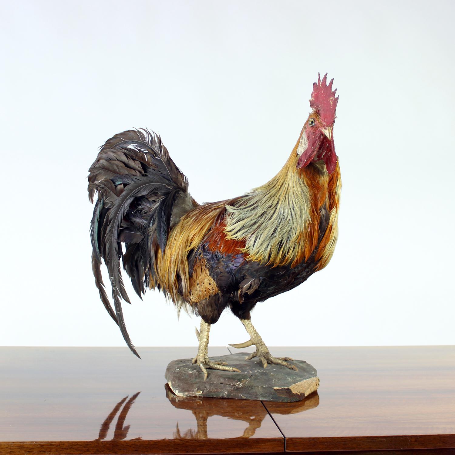 Tedesco Grande gallo antico tedesco in tassidermia, primi anni del 1900 in vendita