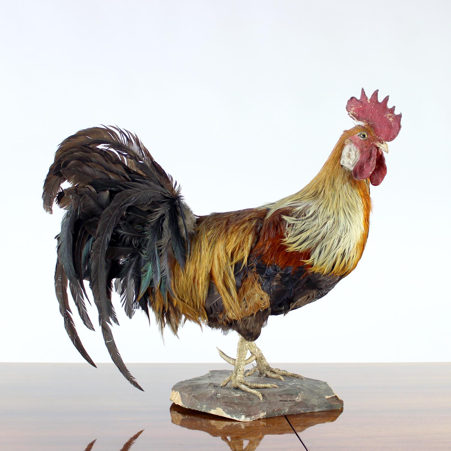 Grande gallo antico tedesco in tassidermia, primi anni del 1900 In condizioni buone in vendita a Zohor, SK