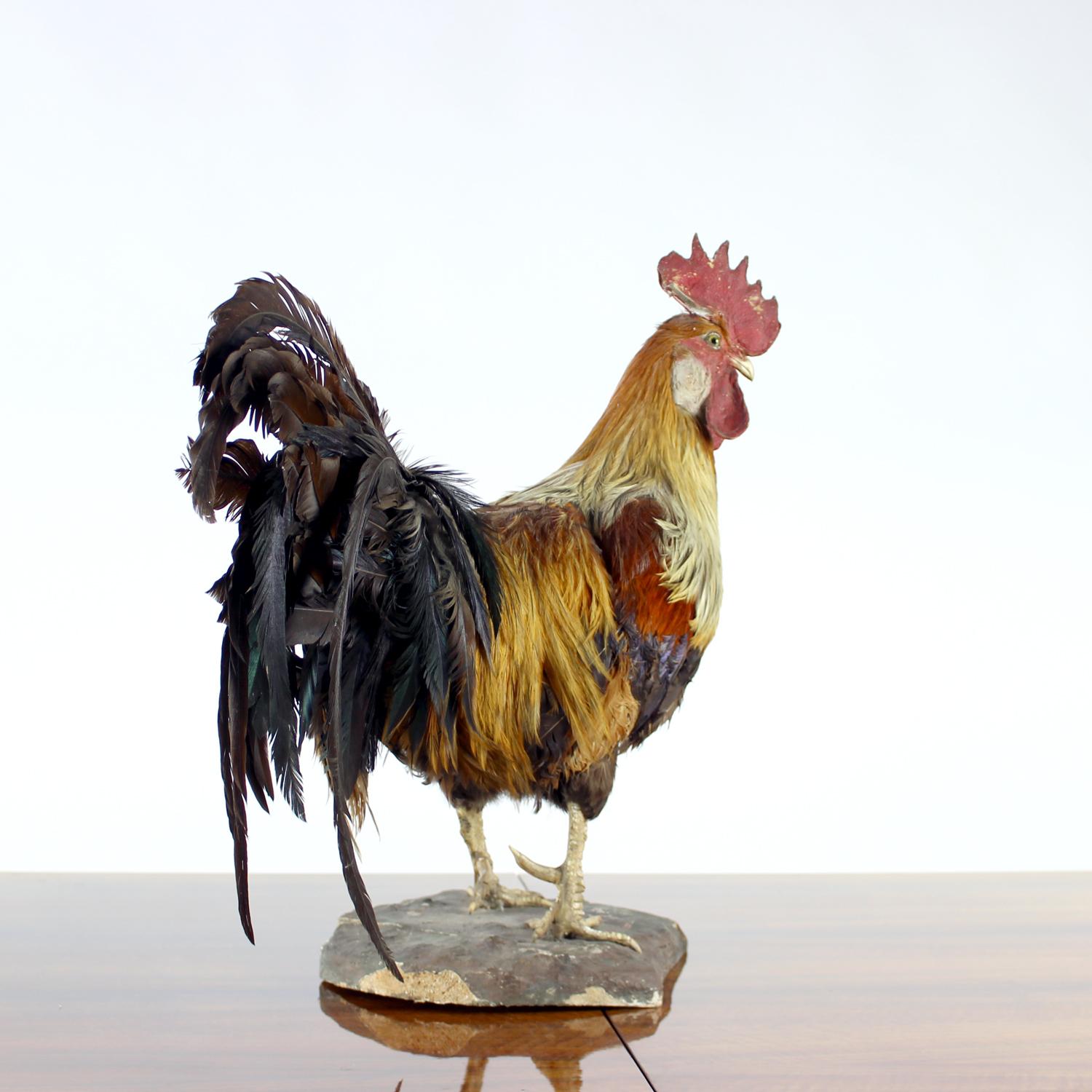 Inizio XX secolo Grande gallo antico tedesco in tassidermia, primi anni del 1900 in vendita