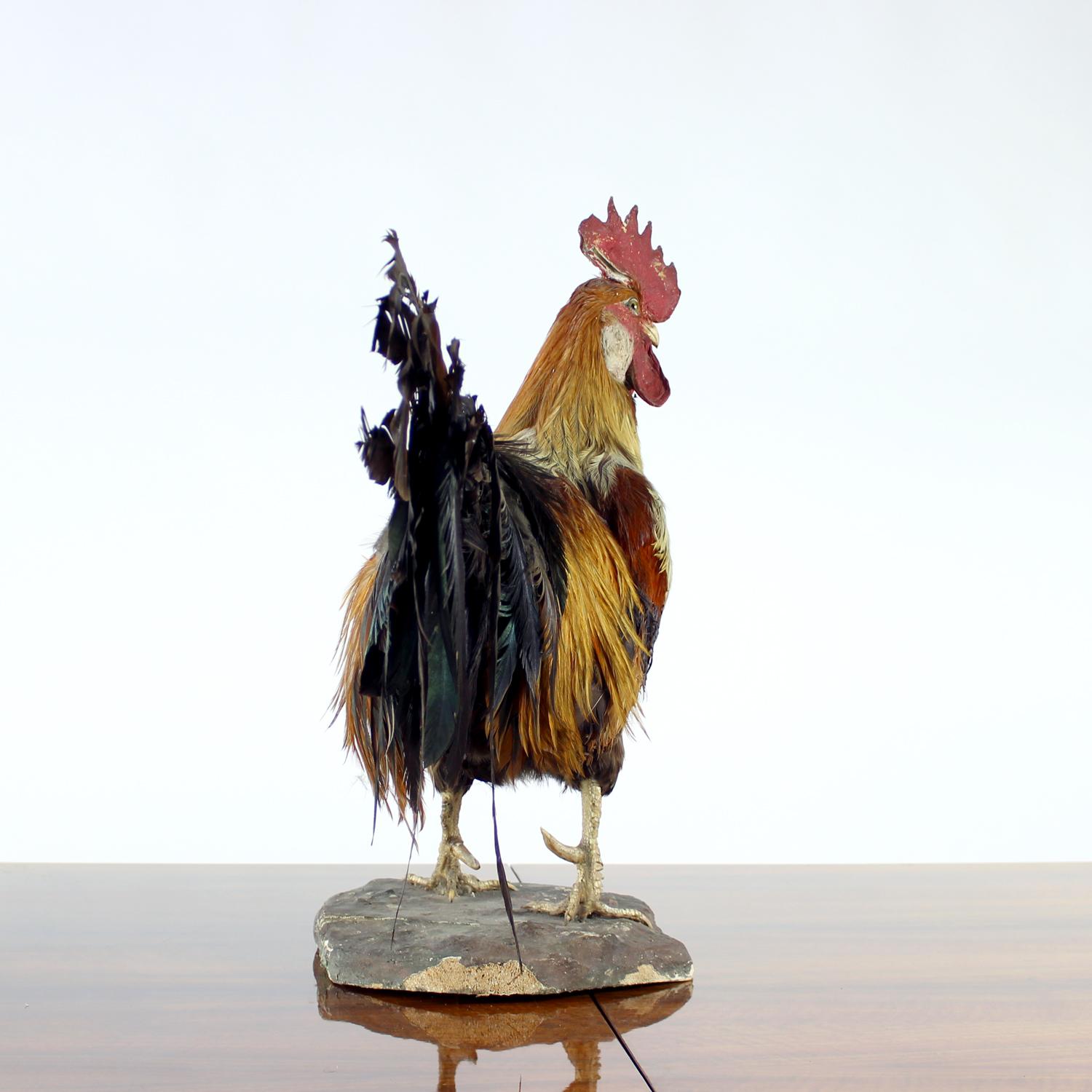 Pelle animale Grande gallo antico tedesco in tassidermia, primi anni del 1900 in vendita