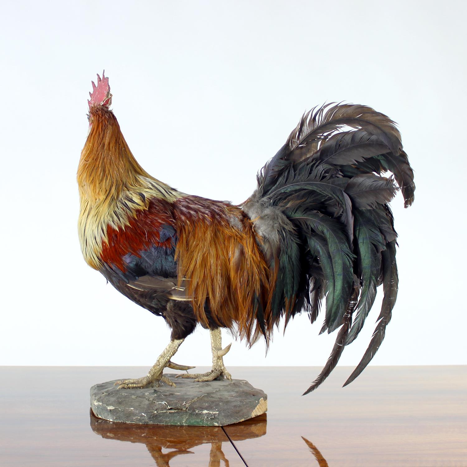 Grande gallo antico tedesco in tassidermia, primi anni del 1900 in vendita 1