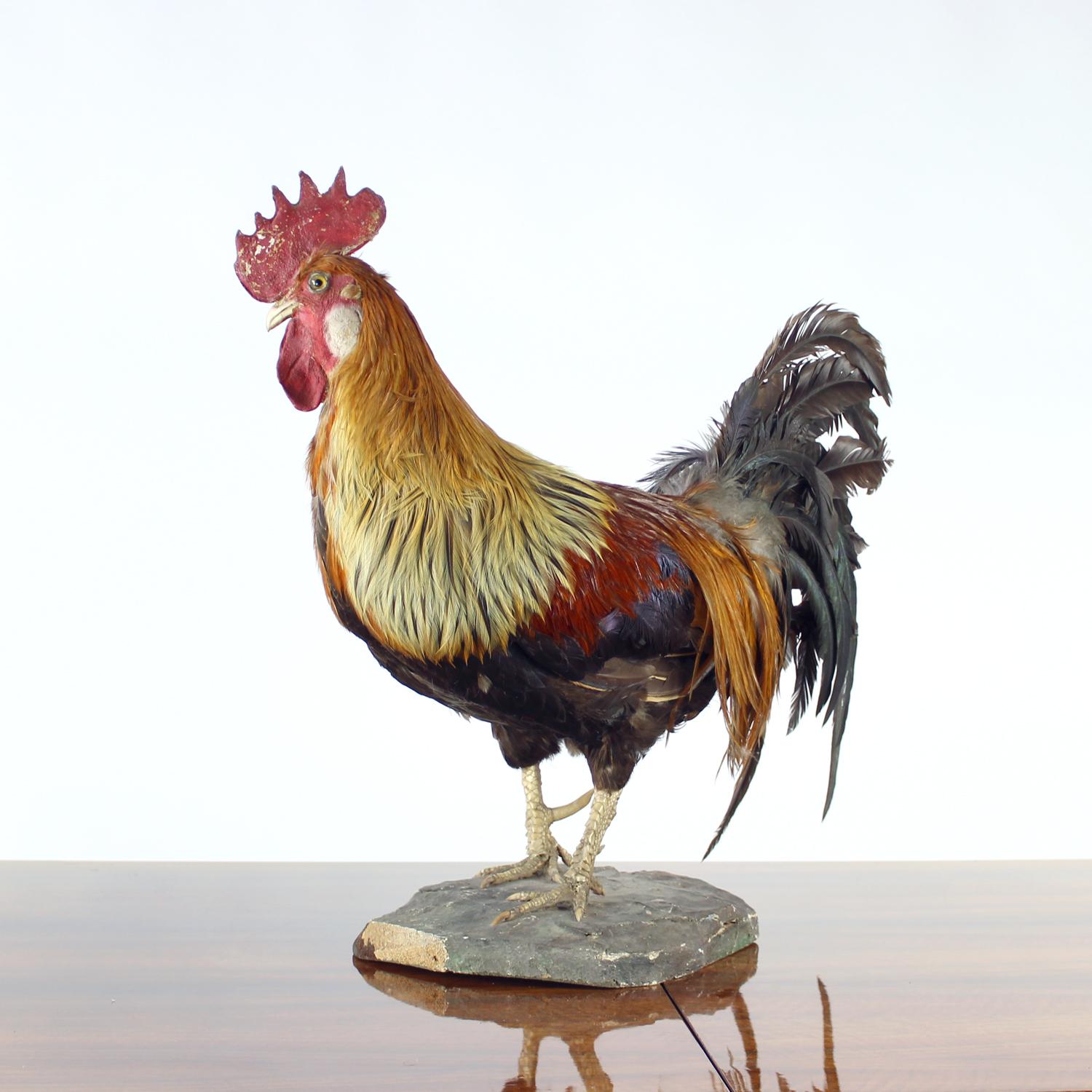 Grande gallo antico tedesco in tassidermia, primi anni del 1900 in vendita 2