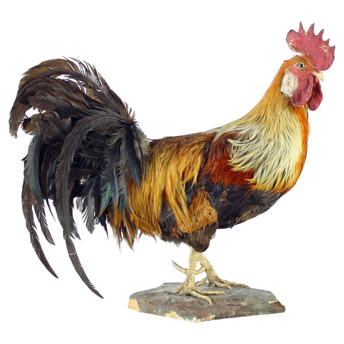 Grande gallo antico tedesco in tassidermia, primi anni del 1900 in vendita