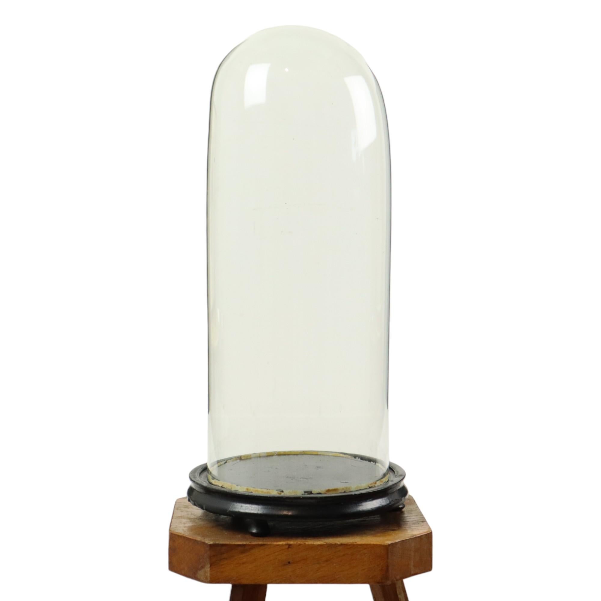 Gran cúpula o globo antiguo con base de madera negra no original, el cristal es soplado a boca, la cúpula data de principios del siglo XX o antes.

La base de madera negra asiática tiene el tamaño adecuado pero no es la base original, encaja muy