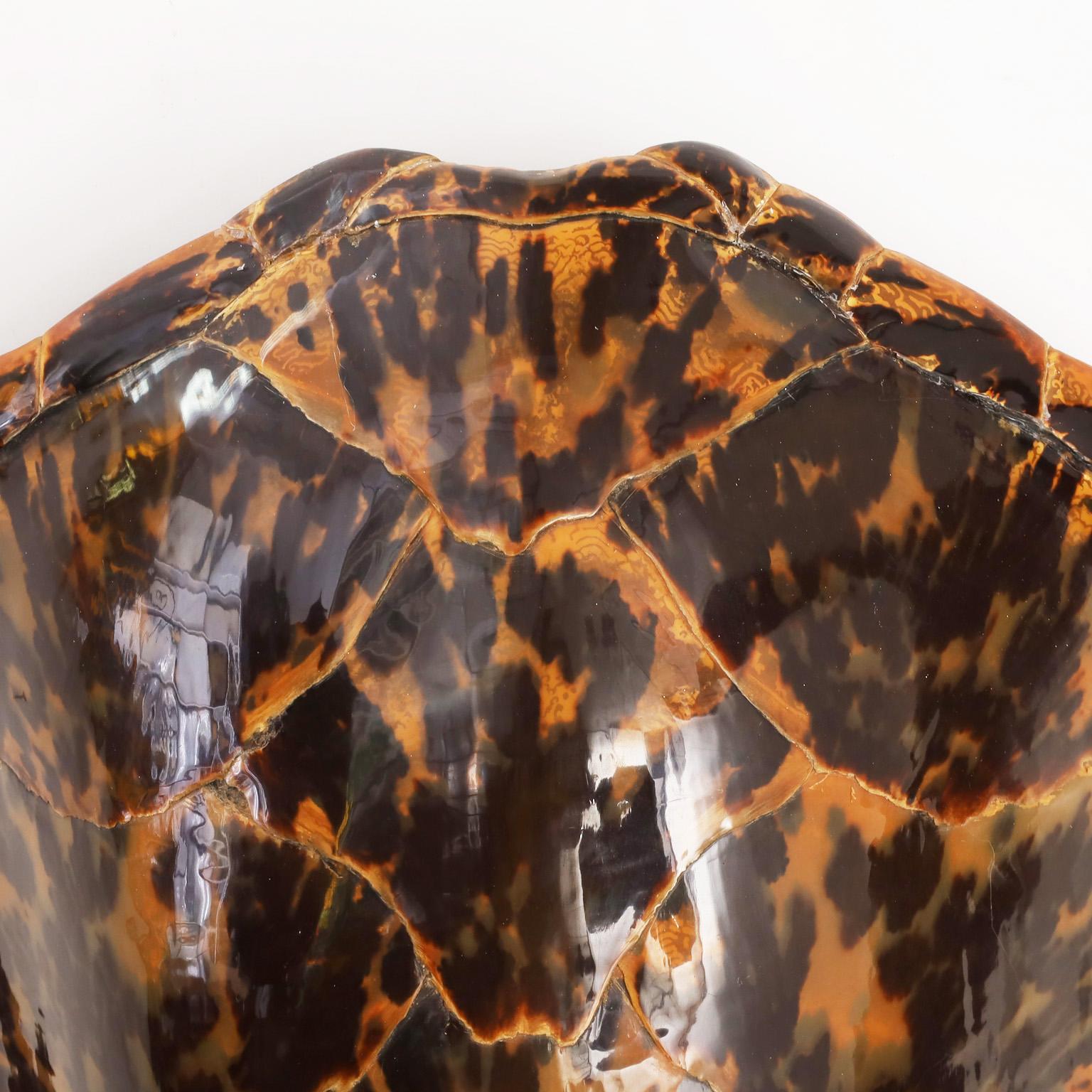 Large antique Hawksbill turtle shell with a striking form and variegated natural organic tones. One of Mother Nature's most iconic forms.
 