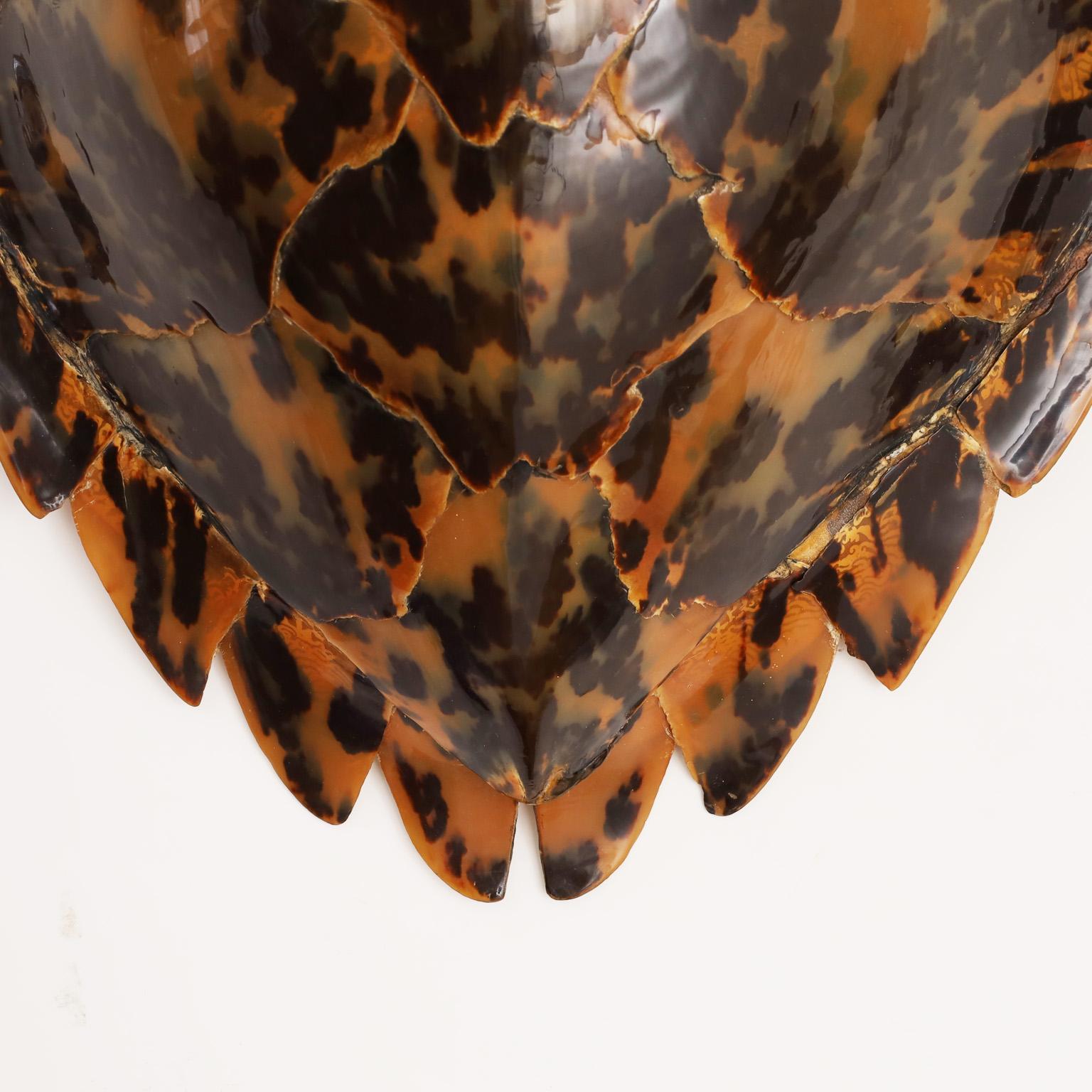how much is a hawksbill turtle shell worth