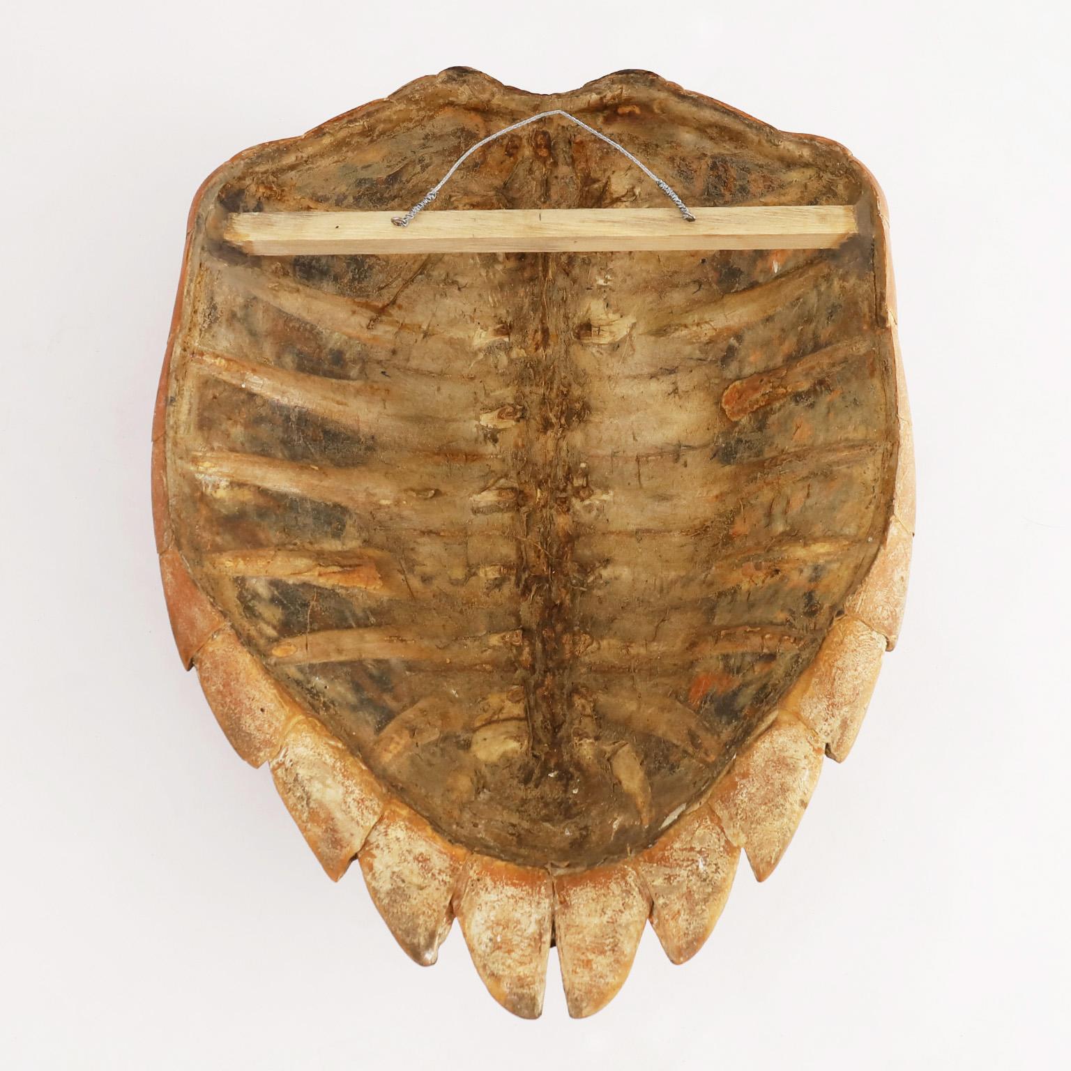 American Large Antique Hawksbill Turtle Shell