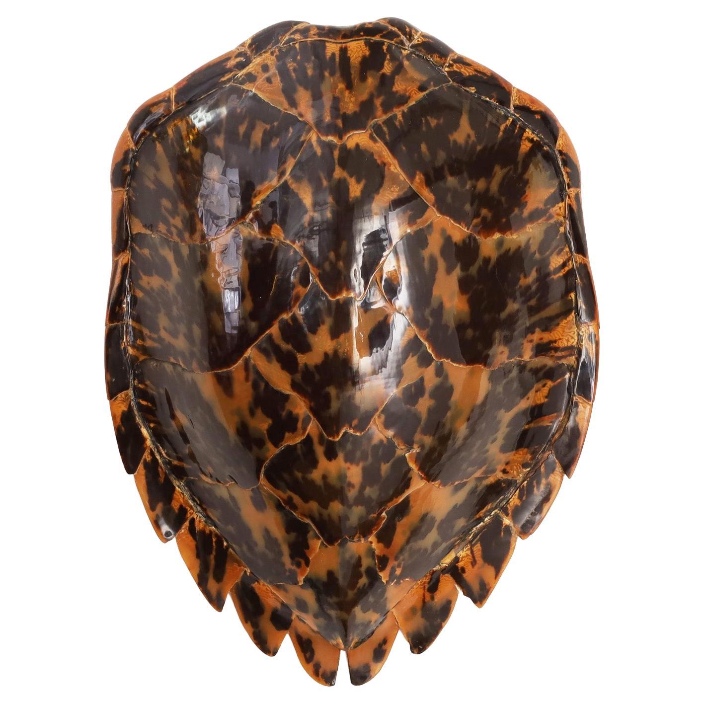 Large Antique Hawksbill Turtle Shell