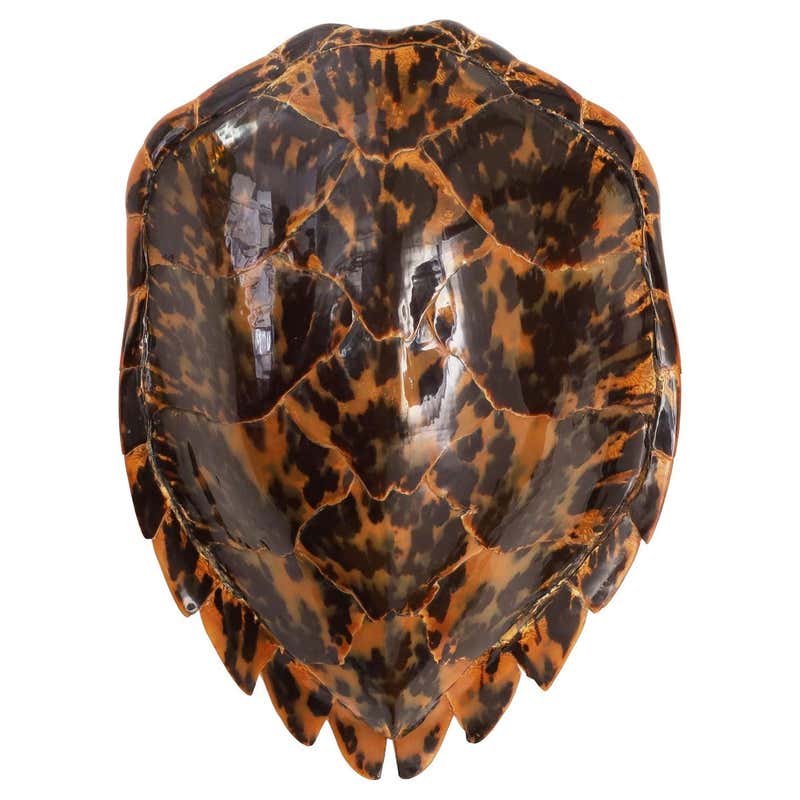 Large Faux Turtle Shell Mounted on a Chic Lucite Stand at 1stDibs