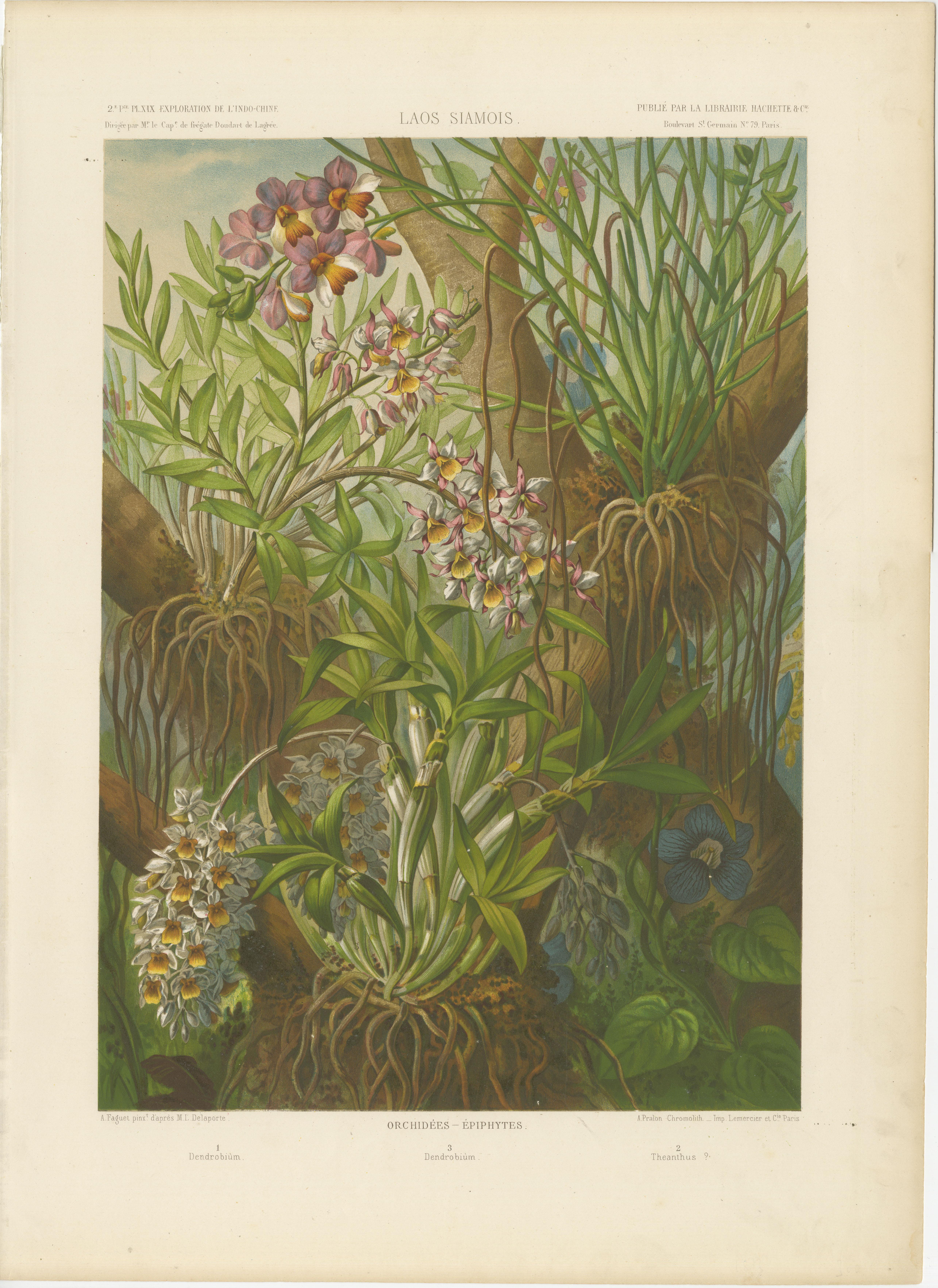 Antique print titled 'Laos Siamois - Orchidées - Épiphytes'. Large print showing orchids and epiphytes in Laos. This print originates from 'Voyage d'exploration en Indo-Chine effectué pendant les années 1866, 1867 et 1868 par une Commission