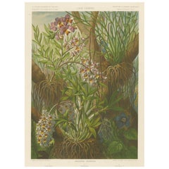 Laos Siamois – Orchids and Epiphytes of Laos c.1873