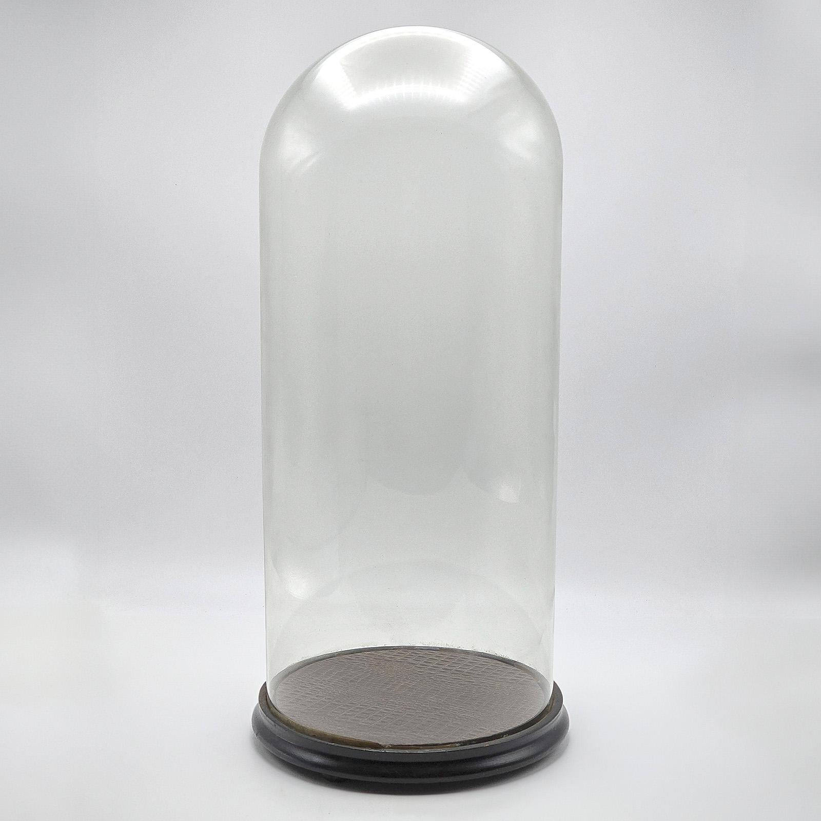 Large Antique Specimen Display Dome, English Taxidermy Showcase, Victorian, 1870 For Sale 4