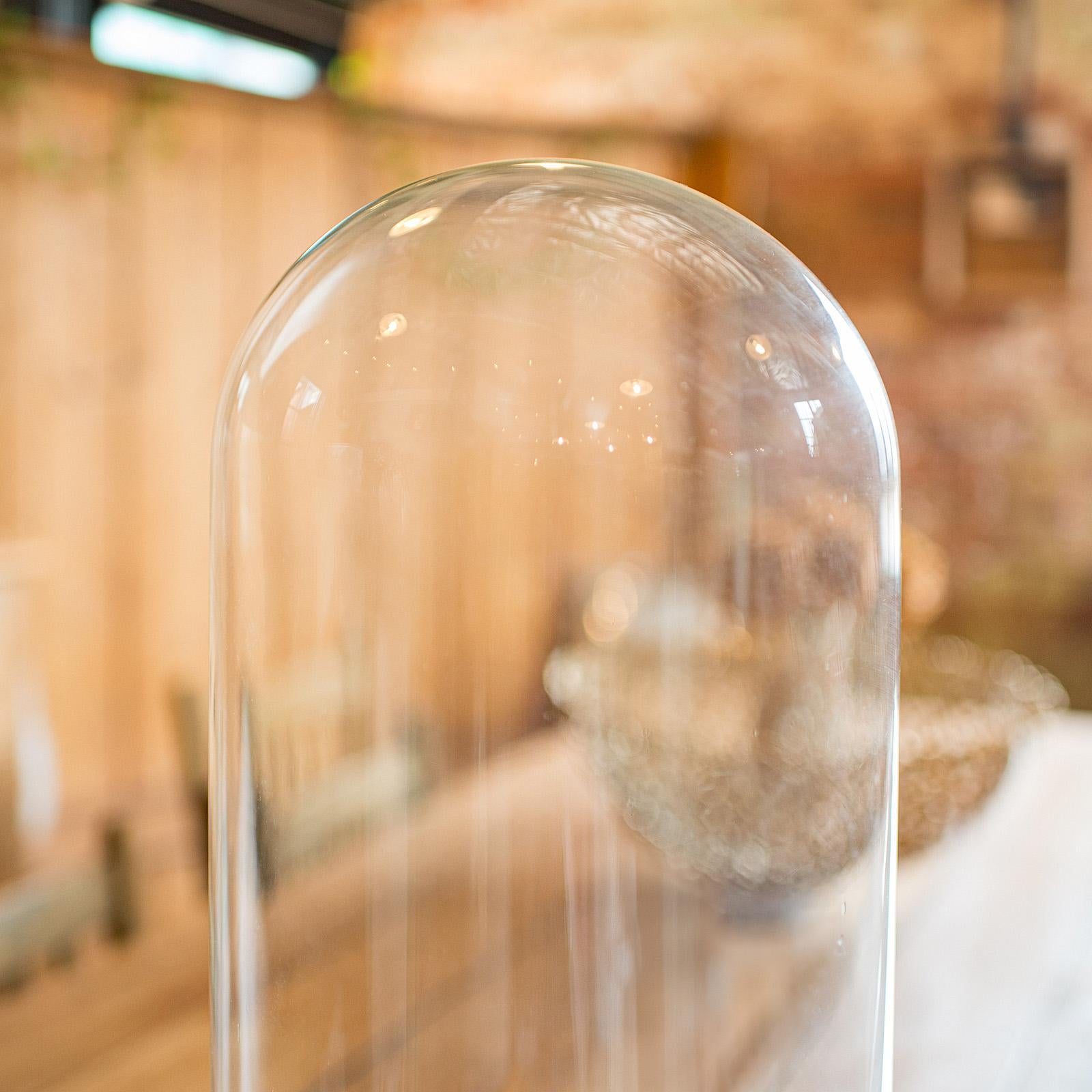 Large Antique Specimen Display Dome, English Taxidermy Showcase, Victorian, 1870 For Sale 1