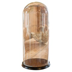 Großer antiker Dome für Ausstellungsstücke, englische Taxidermie-Vitrine, viktorianisch, 1870