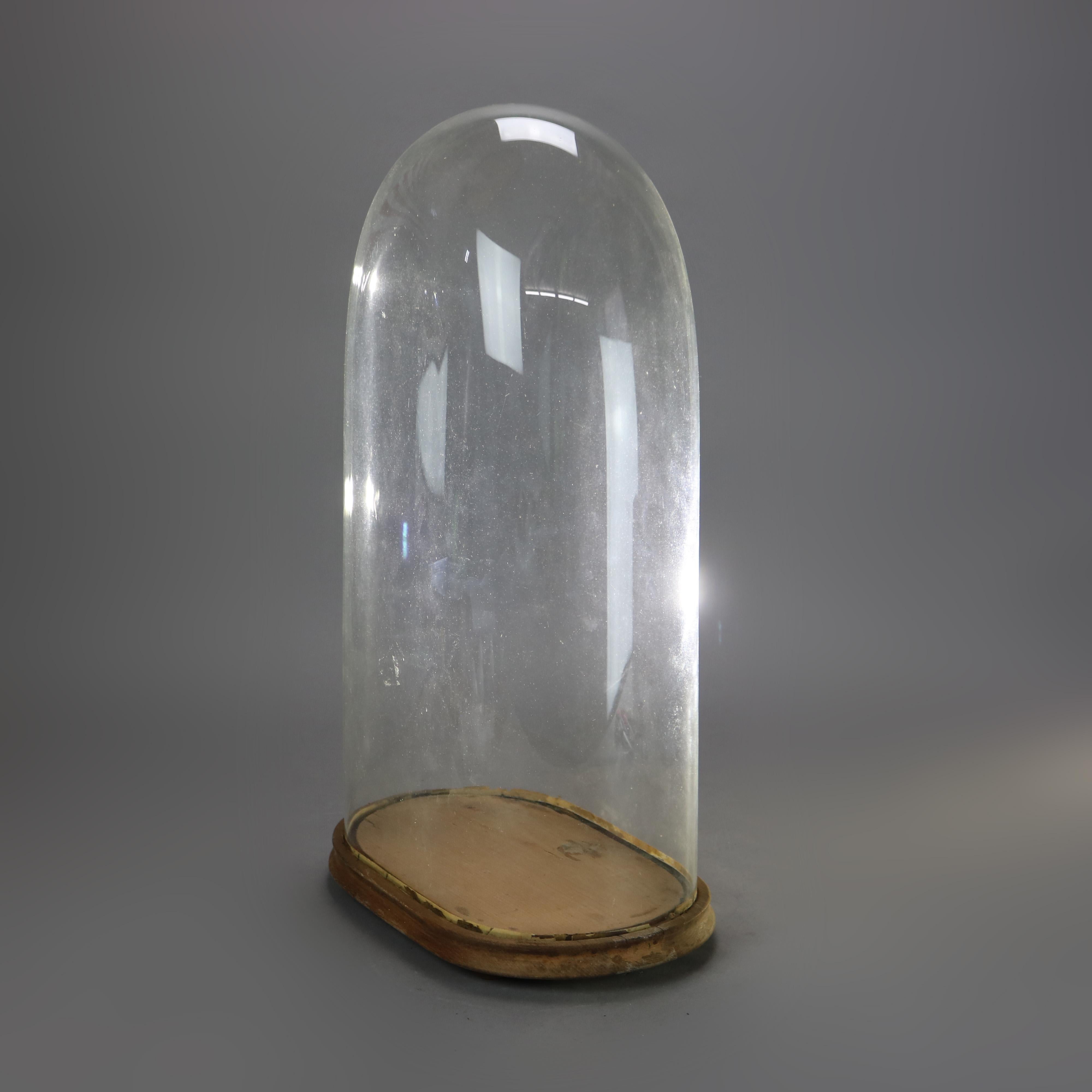 Large Antique Taxidermy Display Cloche C1900 In Good Condition In Big Flats, NY
