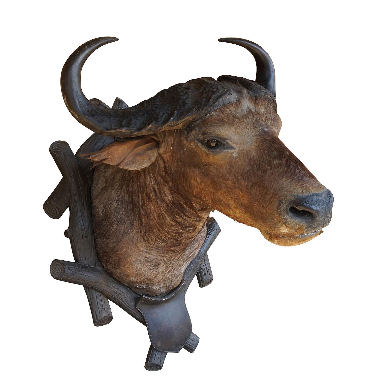 Large Antique Taxidermy of a Water Buffalo, Austria ca. 1900

A very large stuffed African water buffalo (Bubalus arnee) from a noble estate in Austria. It has great horns and is mounted on a hand-carved wooden plaque, early 20th century, good