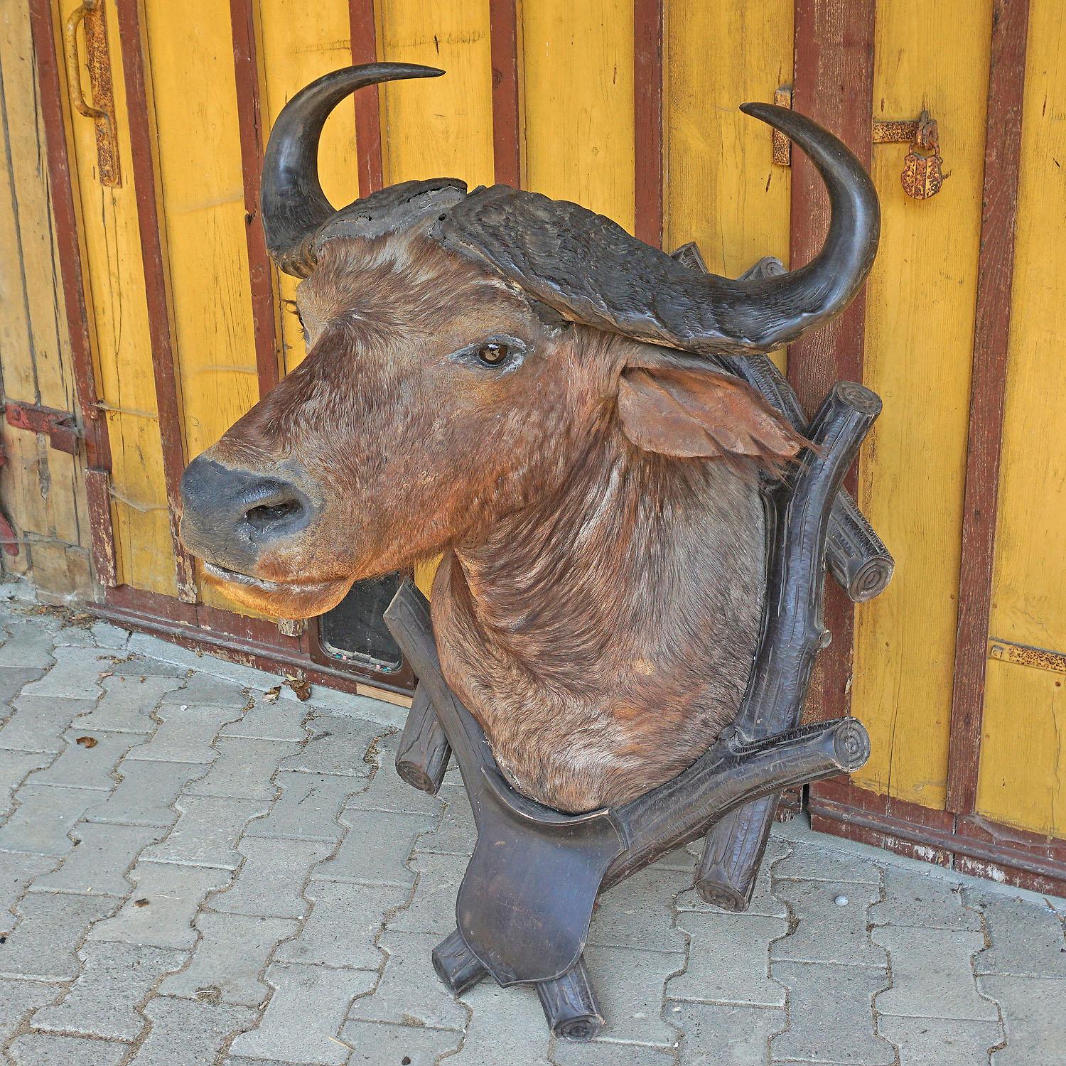 buffalo head wall mount
