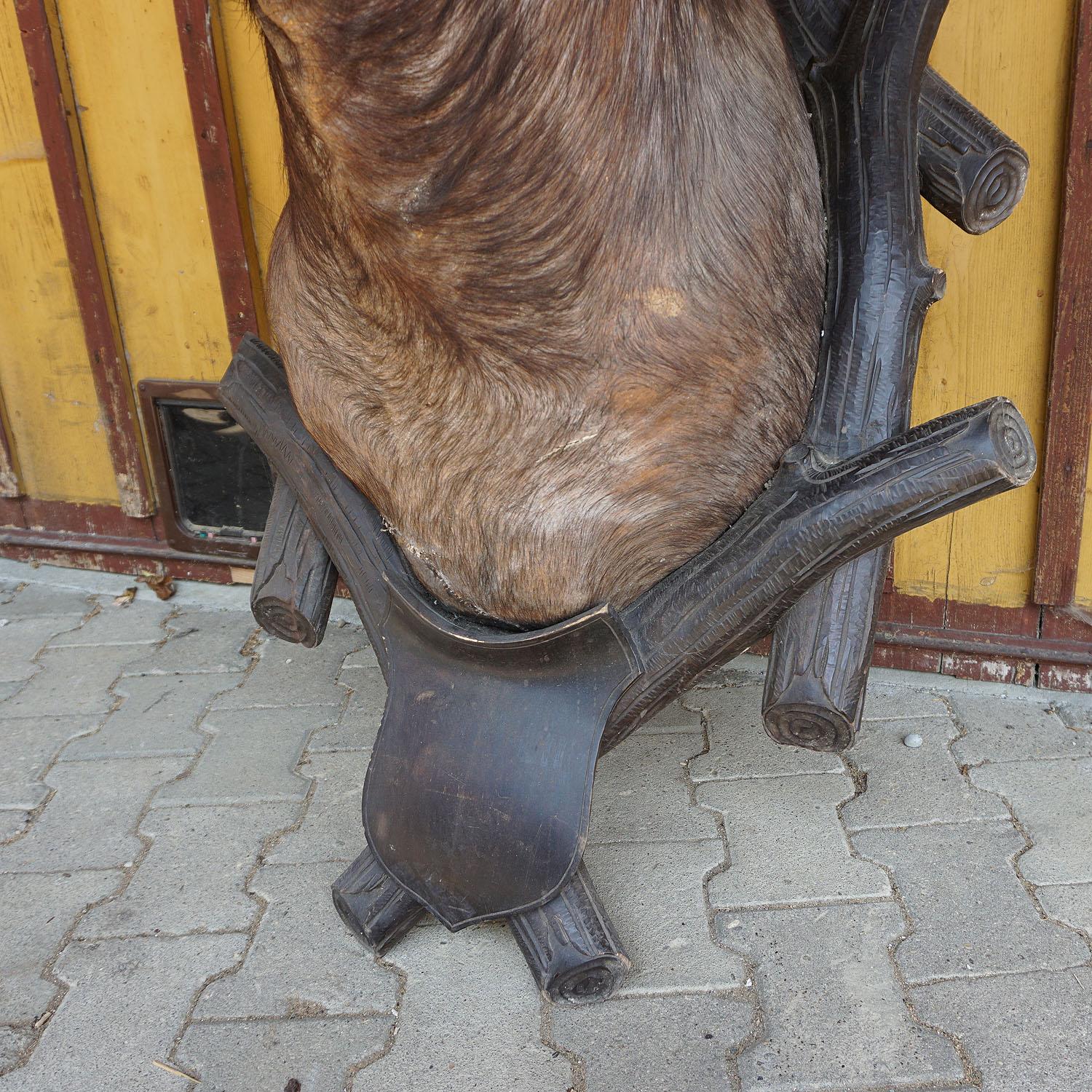 Große antike Taxidermie eines Wasserbüffels, Österreich, um 1900 (Geschnitzt) im Angebot