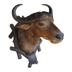 Große antike Taxidermie eines Wasserbüffels, Österreich, um 1900