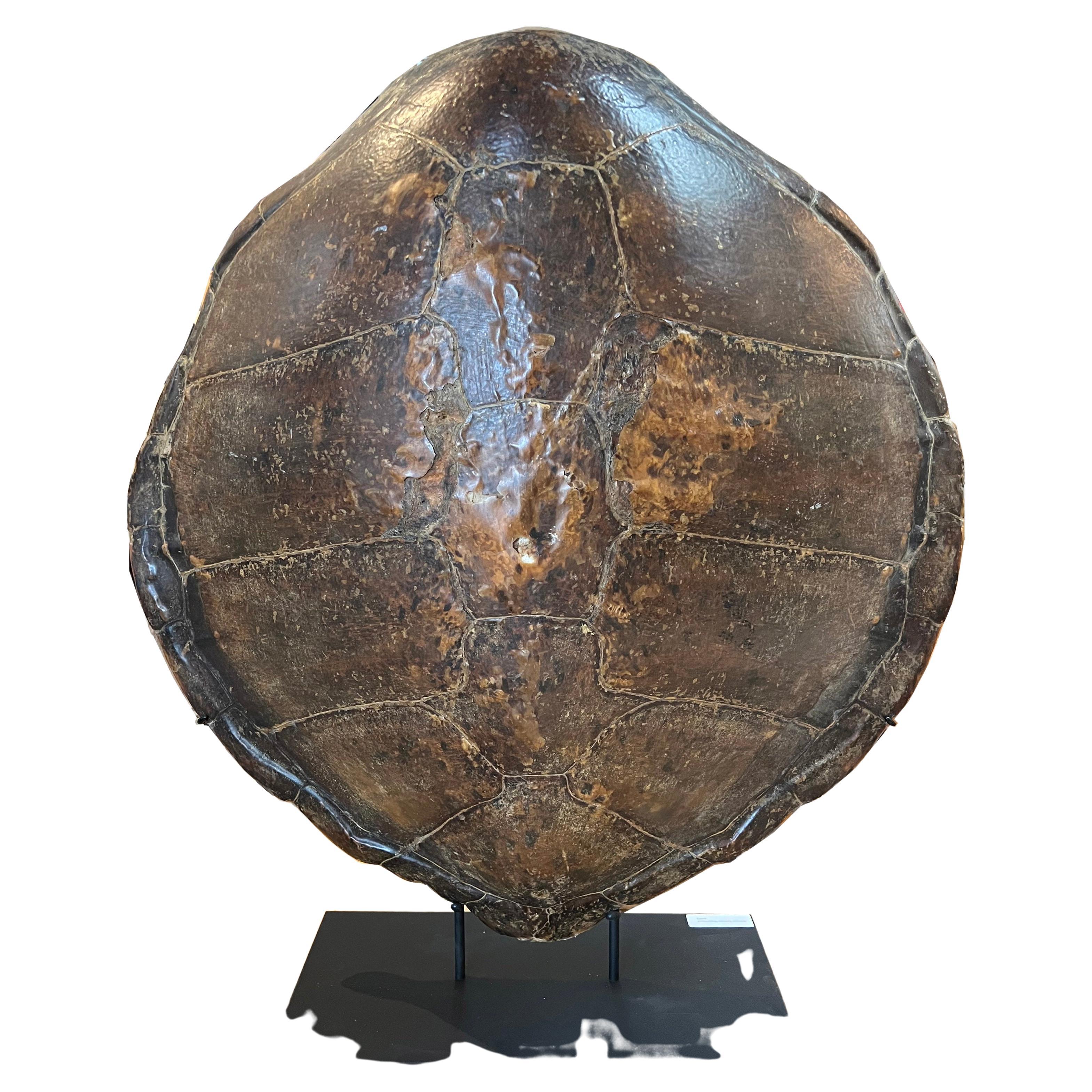 Very Unique Antique Green Turtle Shell. This Piece was acquired from a private collection where it had been for decades, now available for purchase it is a wonderful and very large sea turtle shell. This is mounded on a custom steel base and very