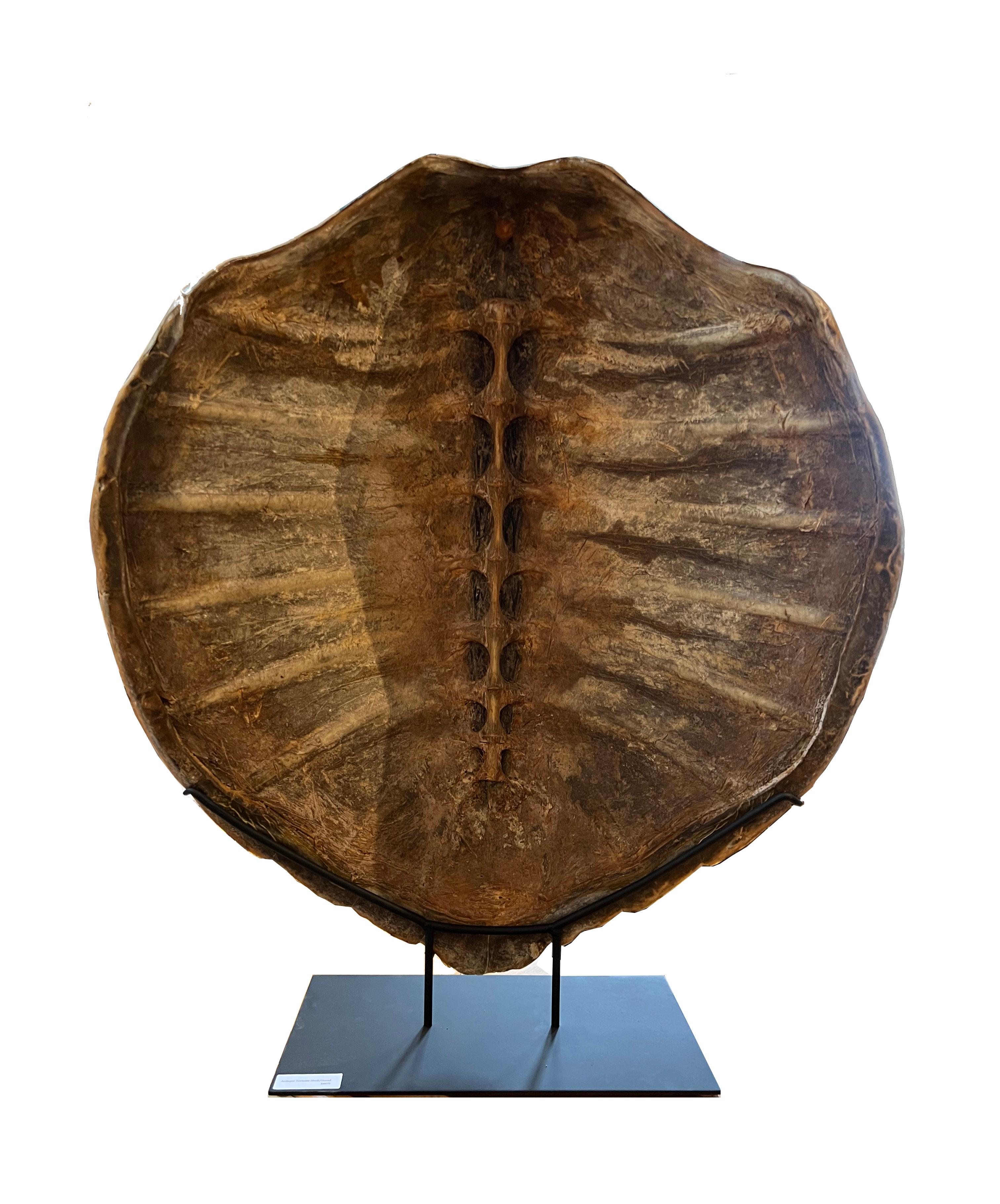 Large Antique Tortoise Shell on Stand In Good Condition In Sag Harbor, NY
