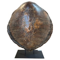Large Antique Tortoise Shell on Stand