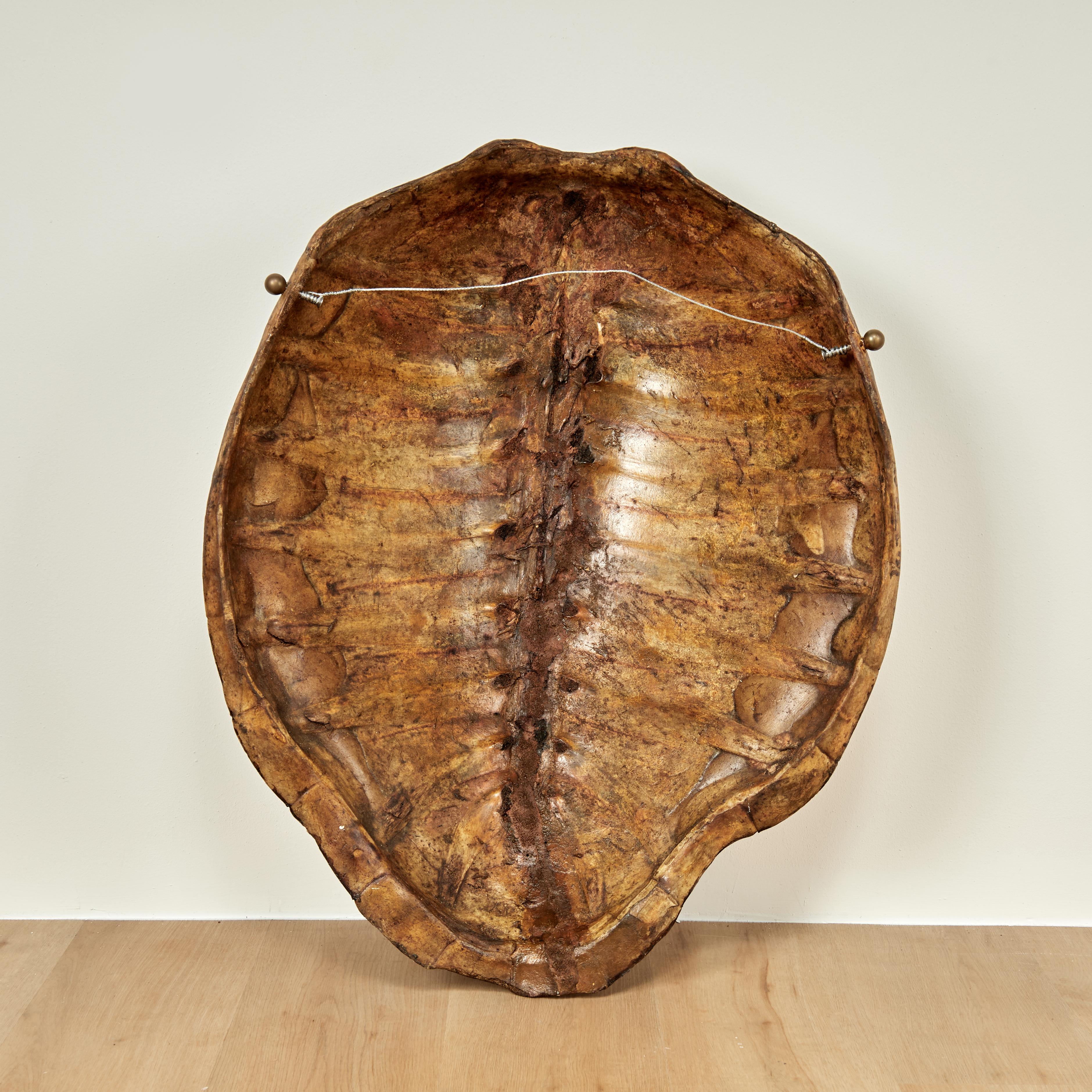 Large Antique Turtle Shell For Sale 4