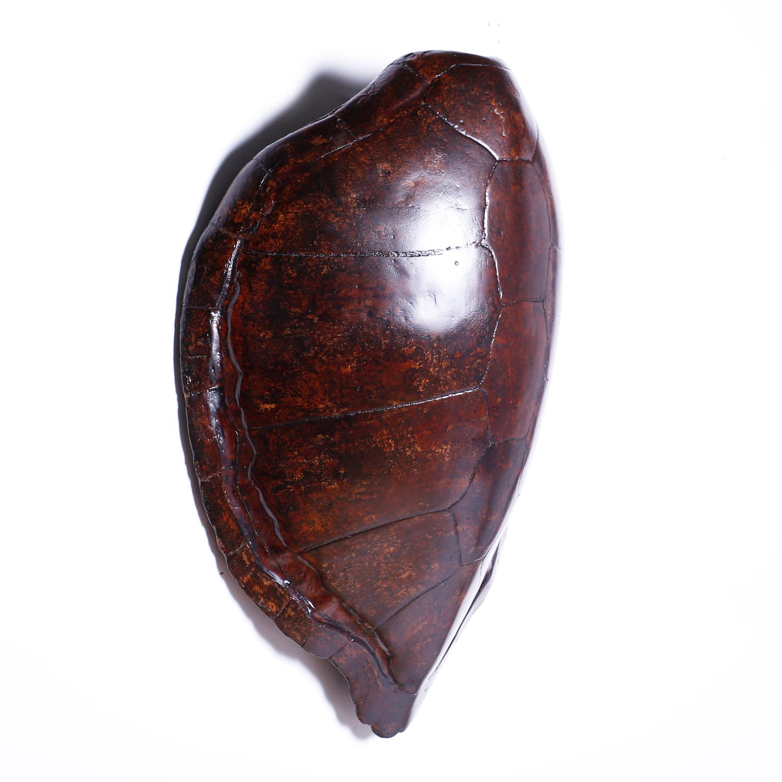 Authentic antique turtle shell buffed and polished displaying one of mother nature's most iconic designs to be enjoyed for generations to come.