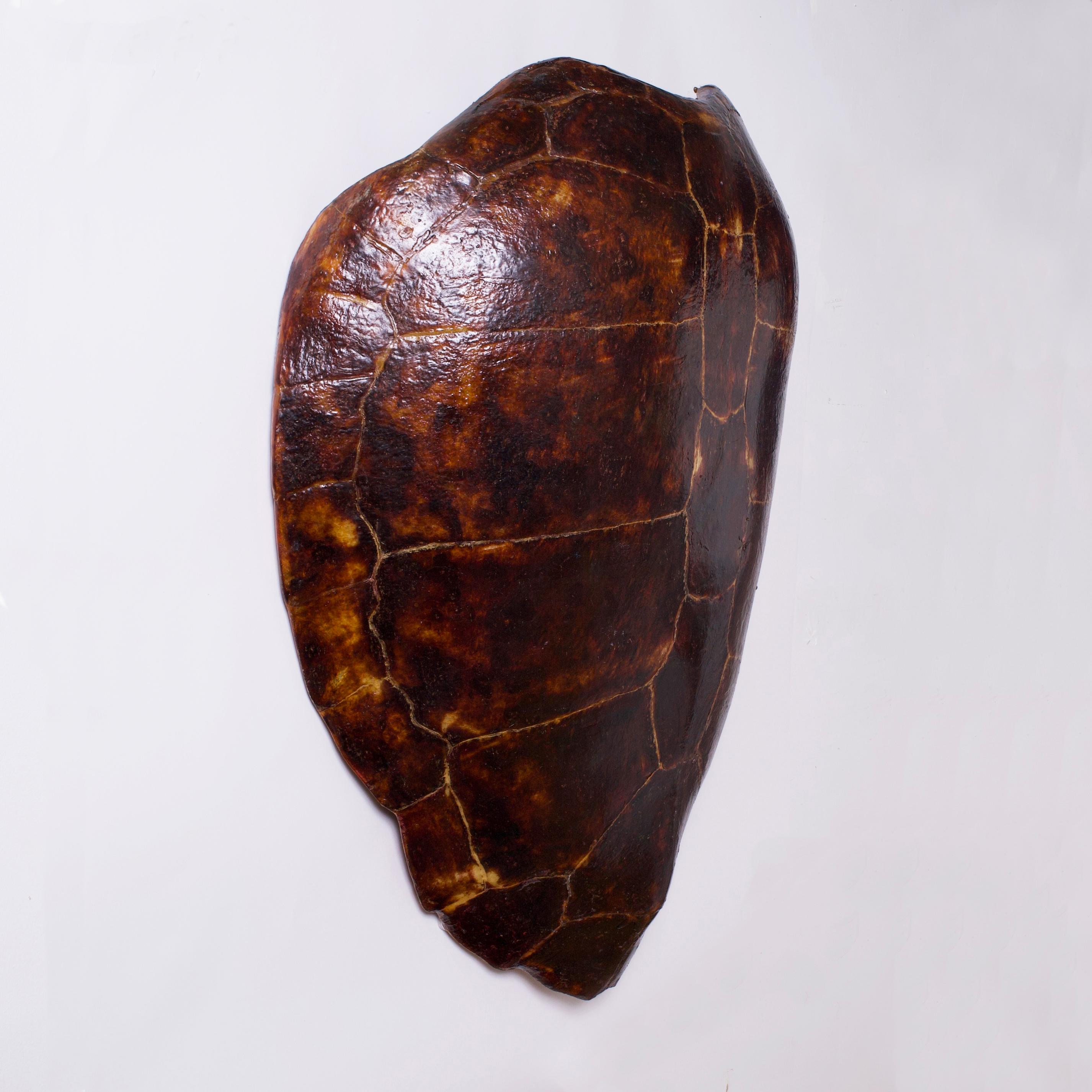 Impresionante caparazón de tortuga antiguo de gran tamaño que expone uno de los logros escultóricos más profundos de la madre naturaleza, con una forma icónica y un acabado abigarrado.