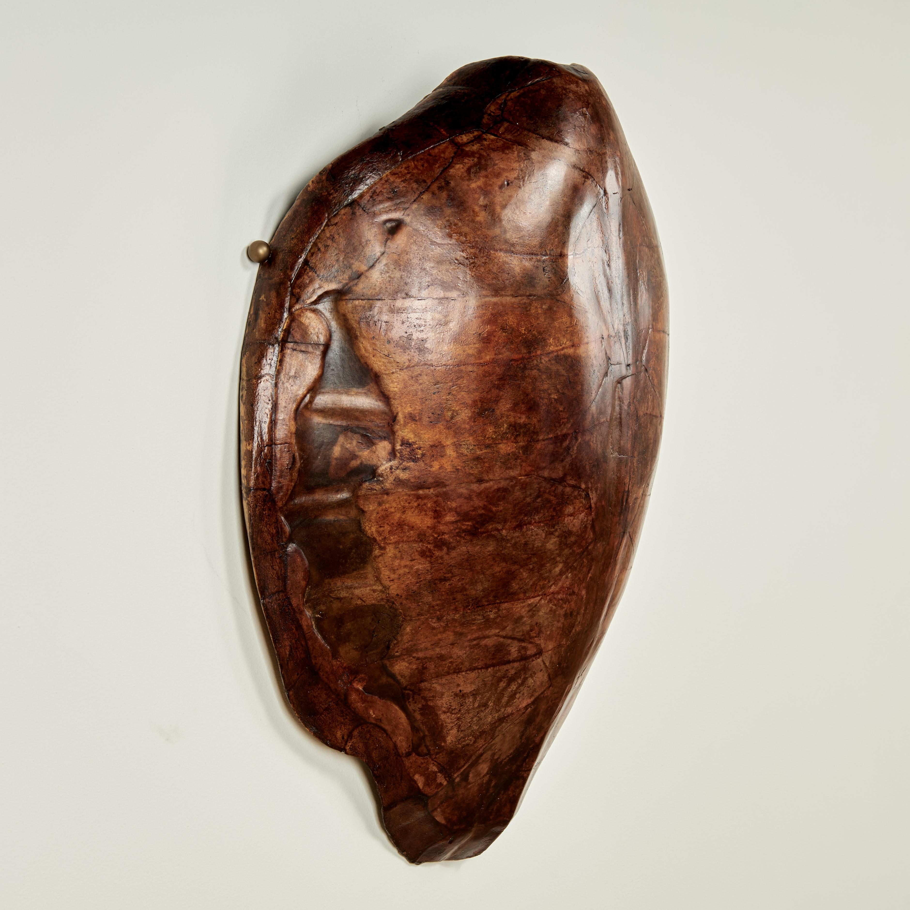 Large lofty wall hanging 19th century turtle shell with its iconic form and alluring organic variegated color scheme.
