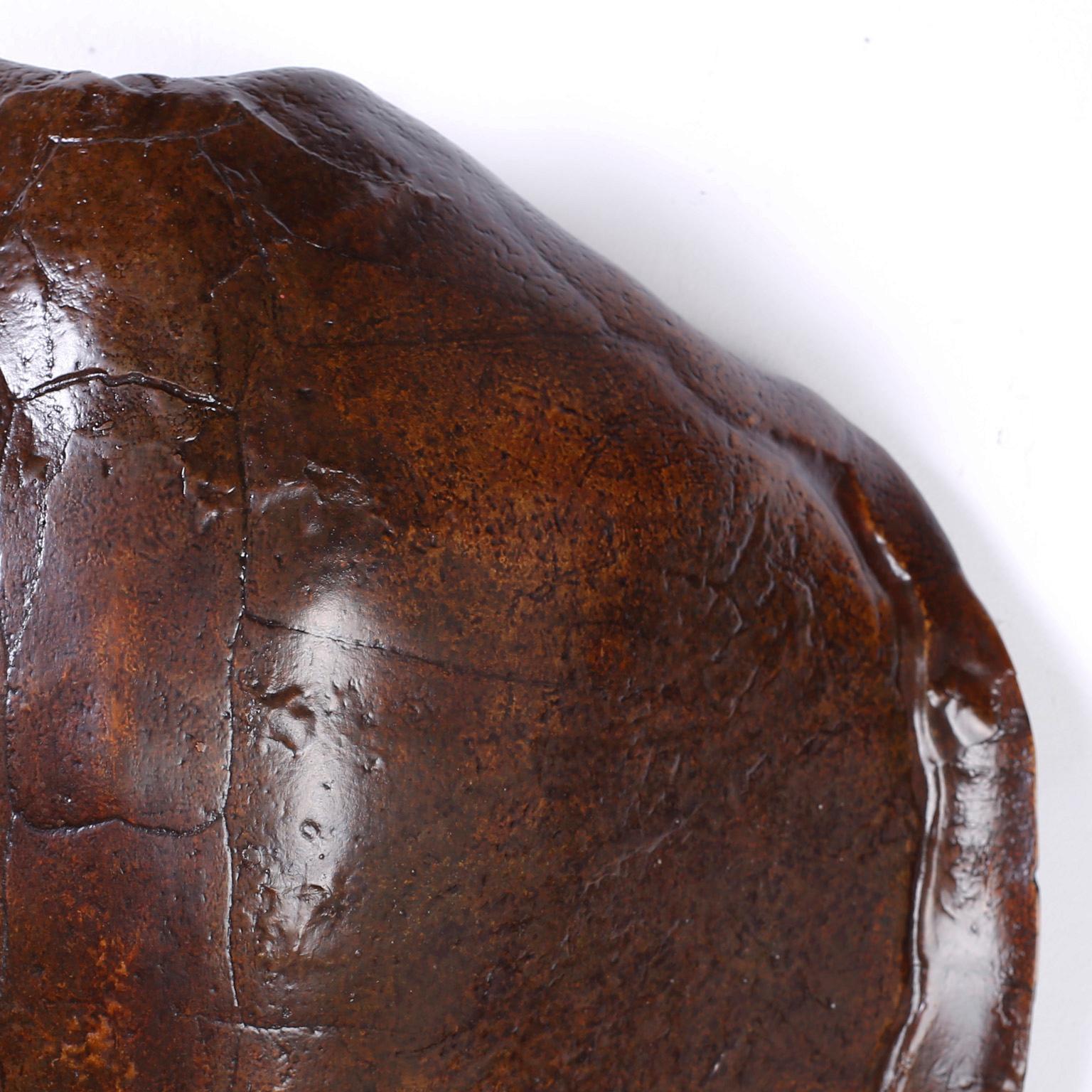 large turtle shell