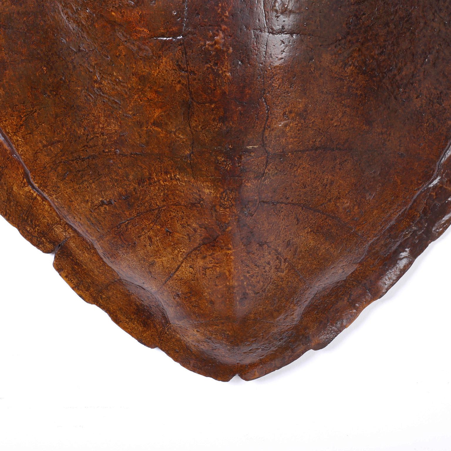 British Colonial Large Antique Turtle Shell