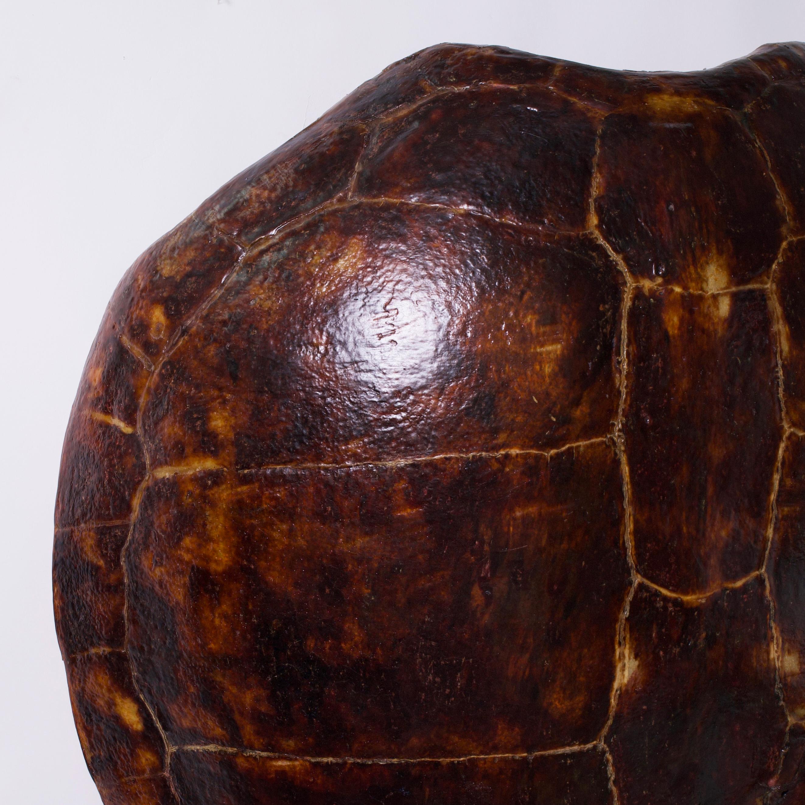 Caparazón de tortuga antiguo grande Estadounidense