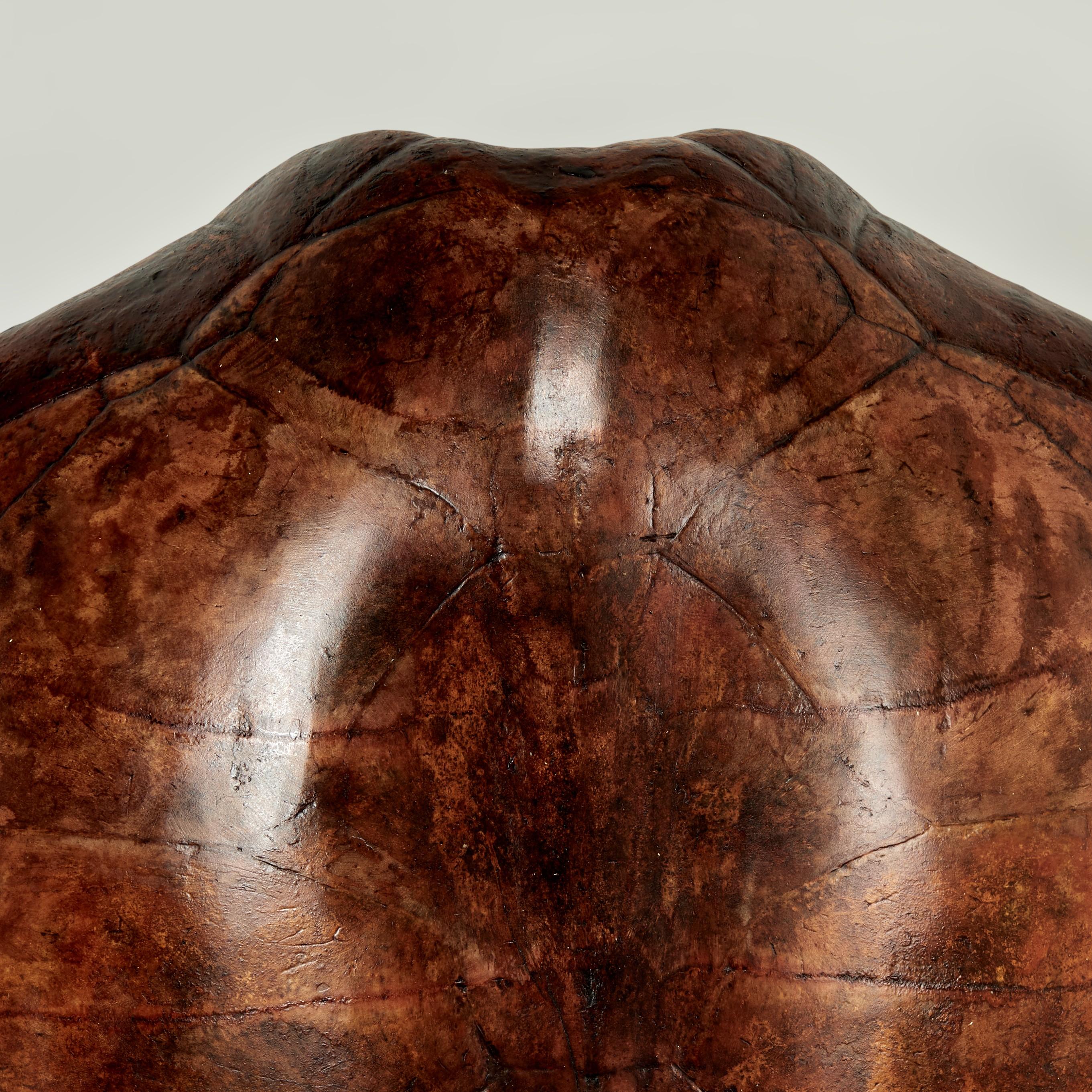 Hand-Crafted Large Antique Turtle Shell For Sale