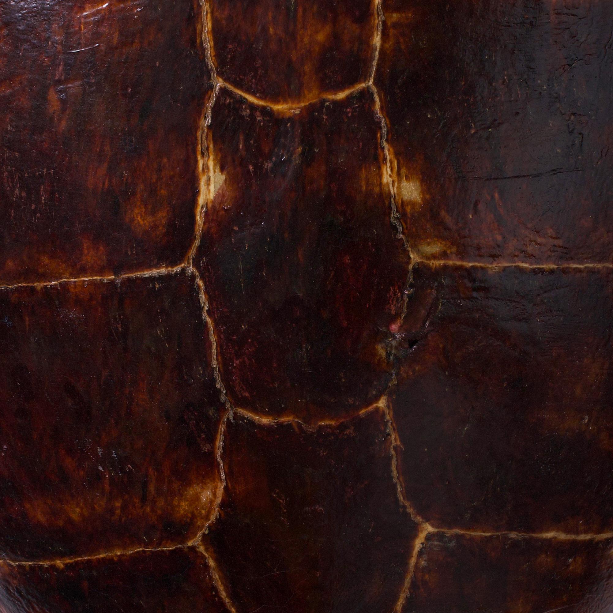Caparazón de tortuga antiguo grande Pulido