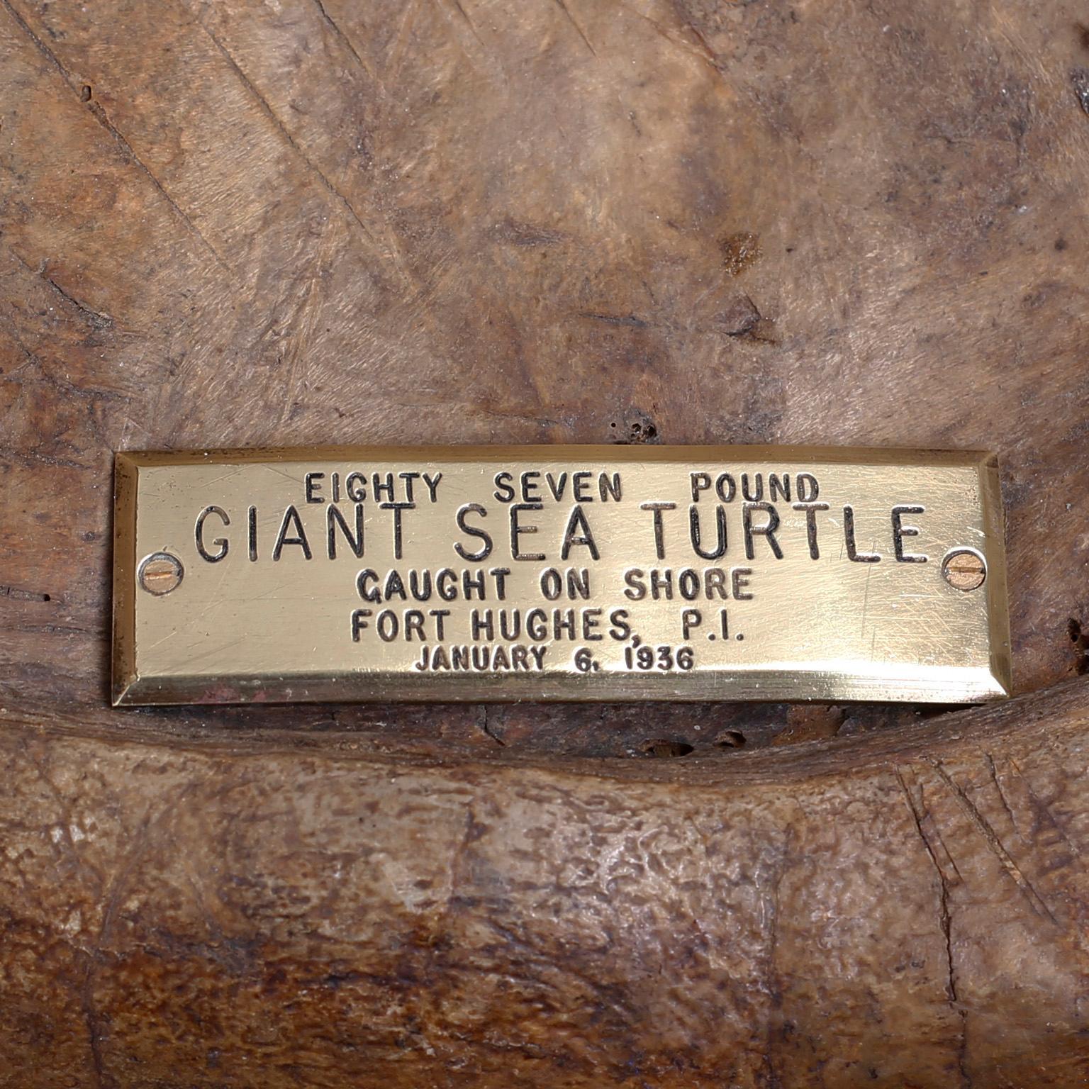 Large Antique Turtle Shell In Good Condition In Palm Beach, FL