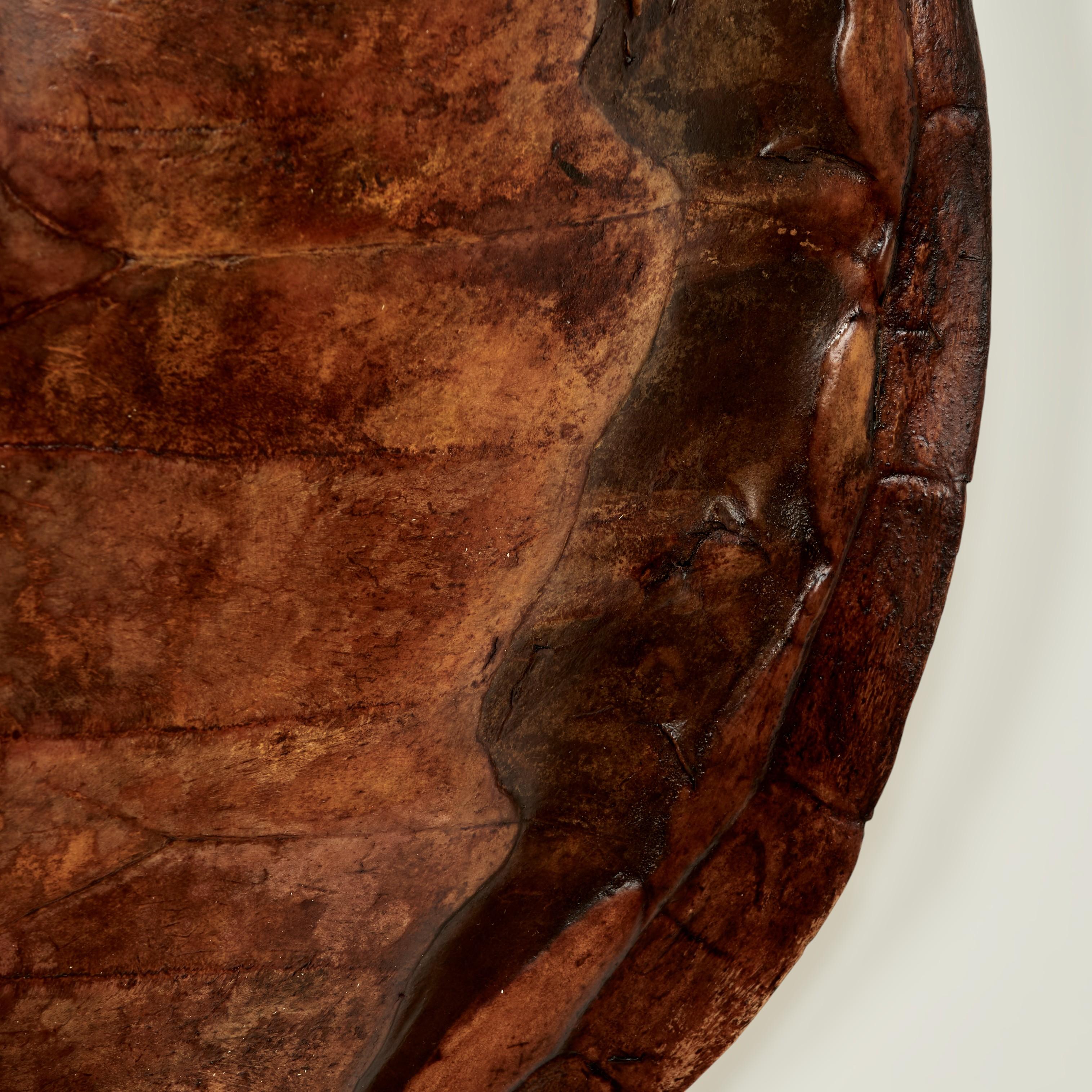 Large Antique Turtle Shell For Sale 1