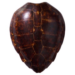 Caparazón de tortuga antiguo grande