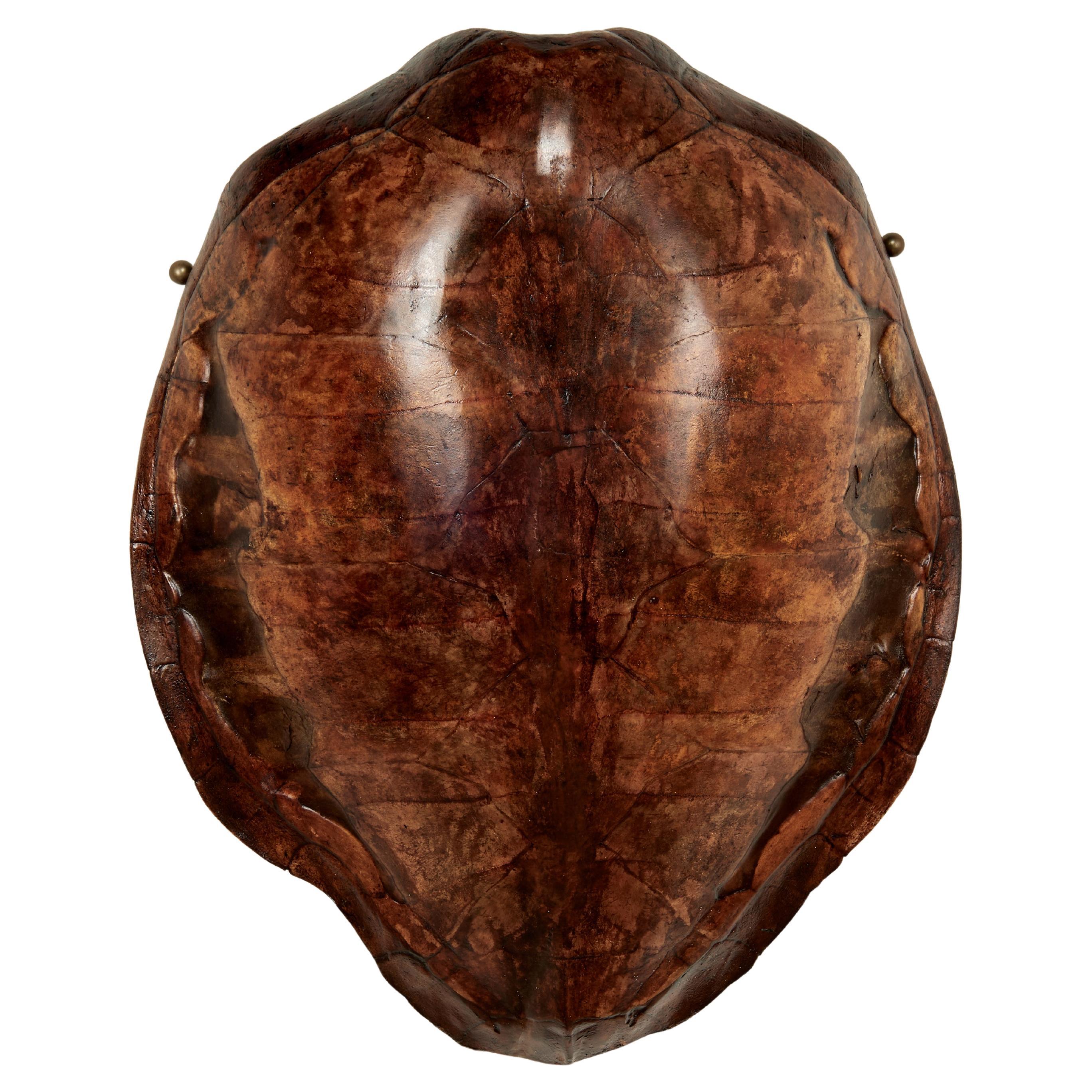 Large Antique Turtle Shell