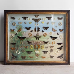 Large Antique Victorian Butterfly Case With Painted Backdrop, 19th C Lepidoptery
