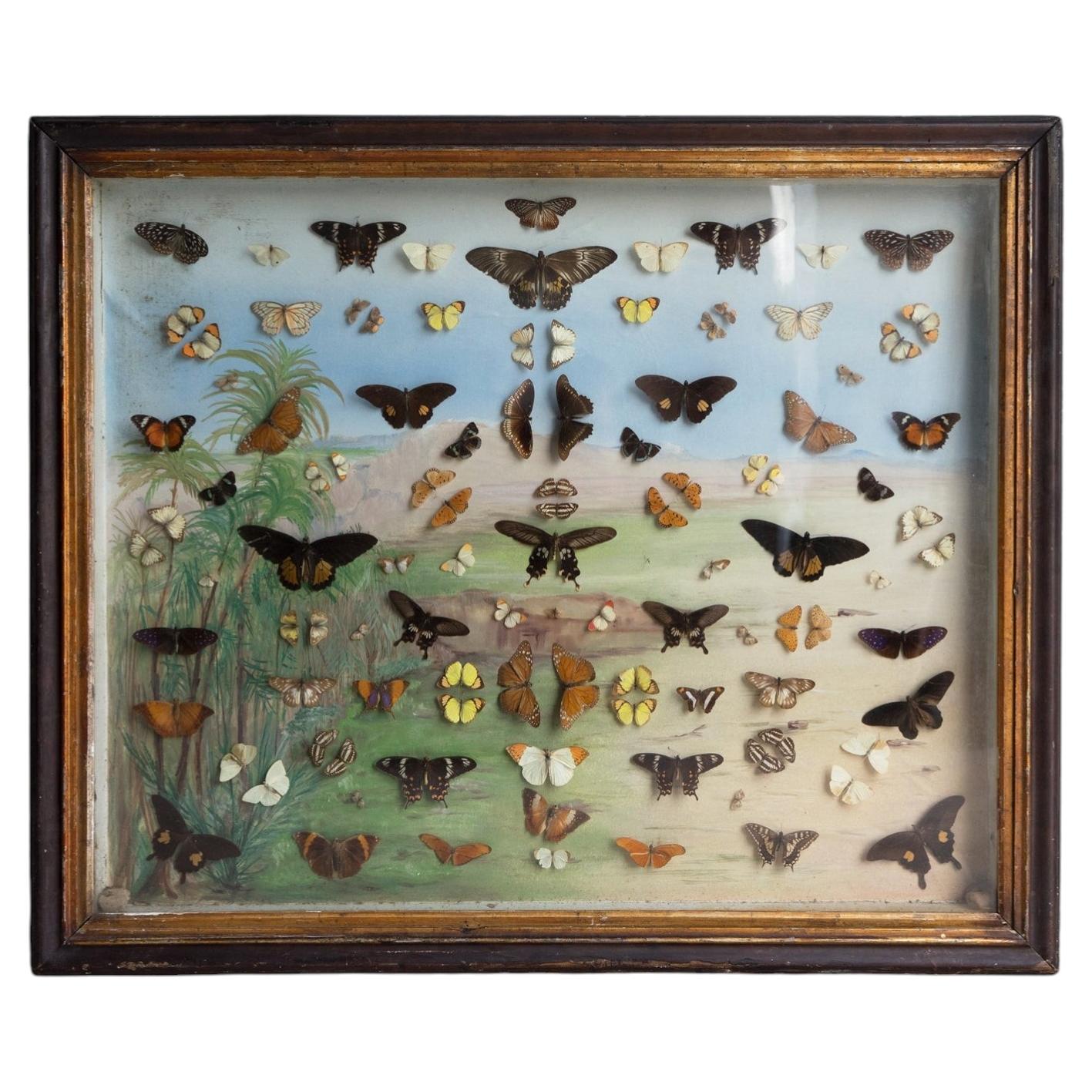 Large Antique Victorian Butterfly Case With Painted Backdrop, 19th C Lepidoptery