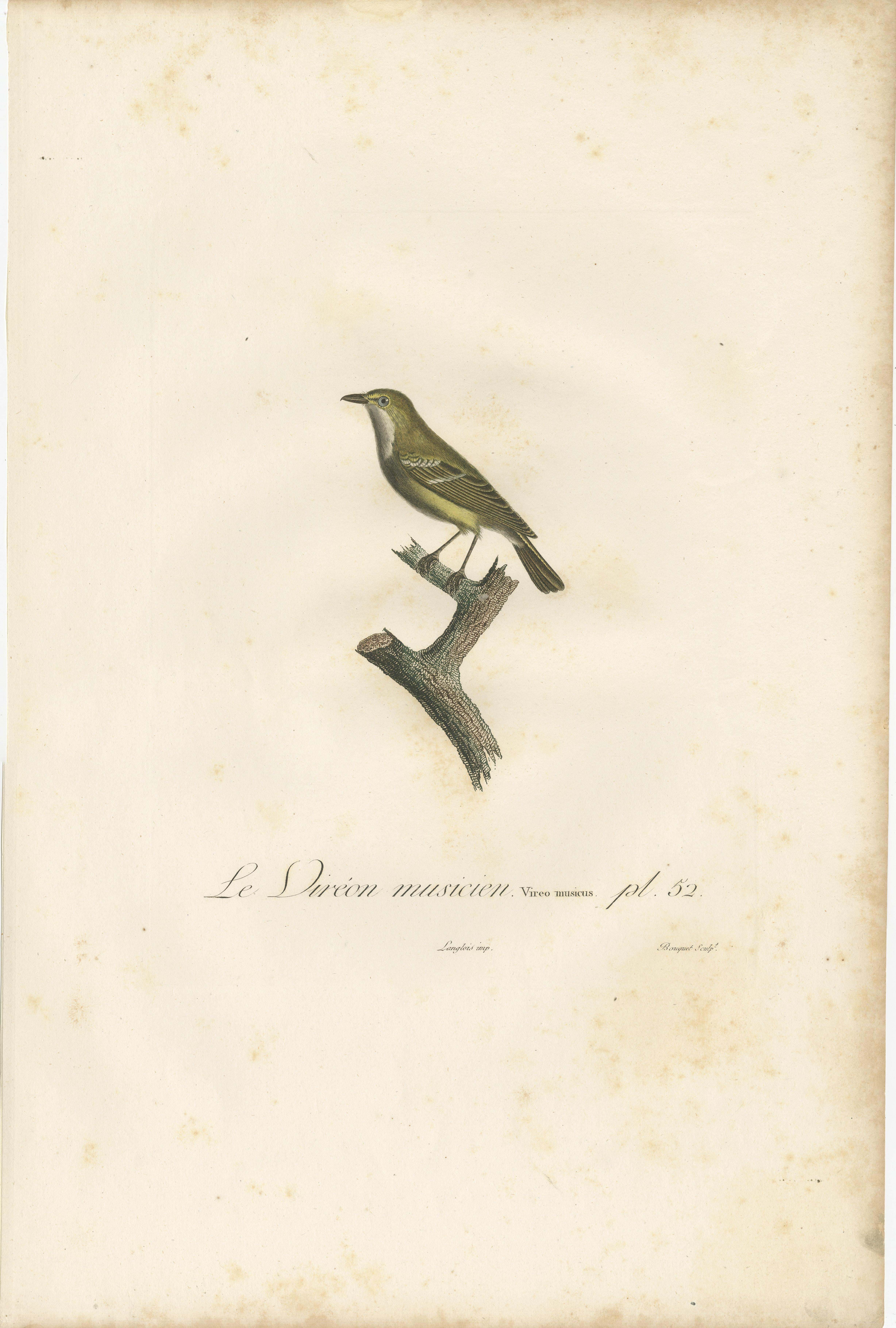 This image is a handcolored antique print, titled 'Le Viréon musicien', representing a vireo bird species. The bird is illustrated perched on a tree branch, portrayed in profile facing the right. The vireo is elegantly colored, primarily in shades