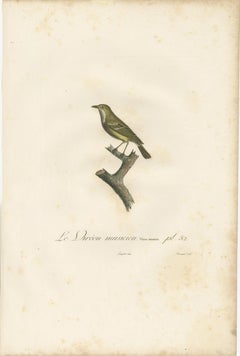 Large Antique Vireo Bird Illustration - 1807 Vieillot Handcolored Print